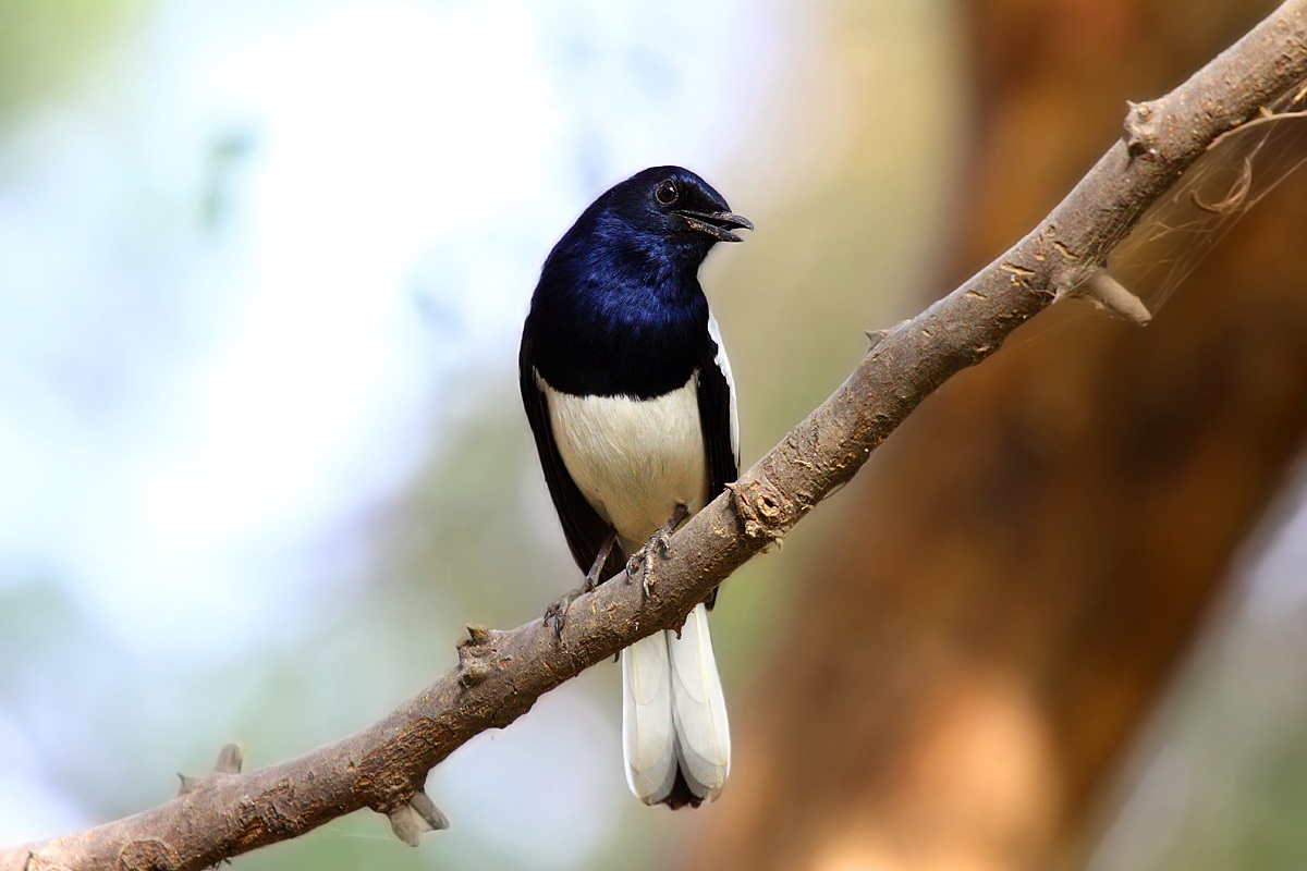 White-bellied Drongo.