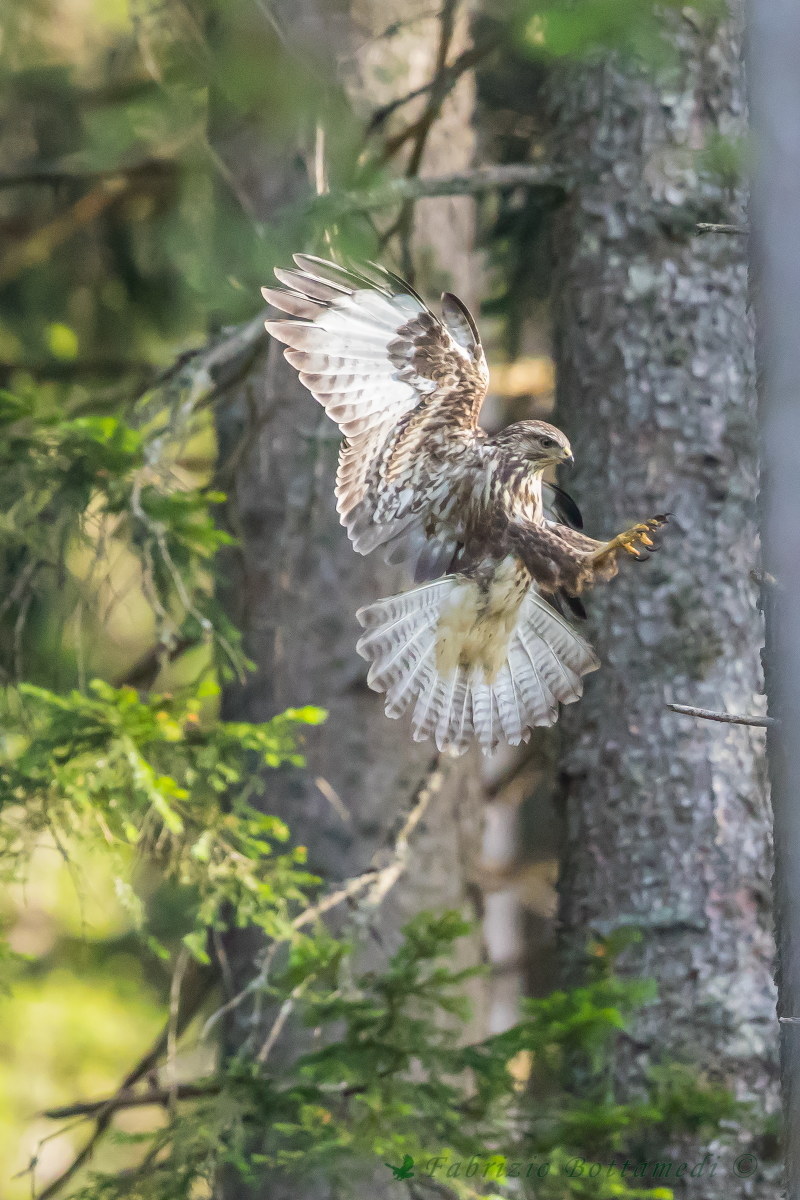 Unexpected arrival of buzzards in the trees ....