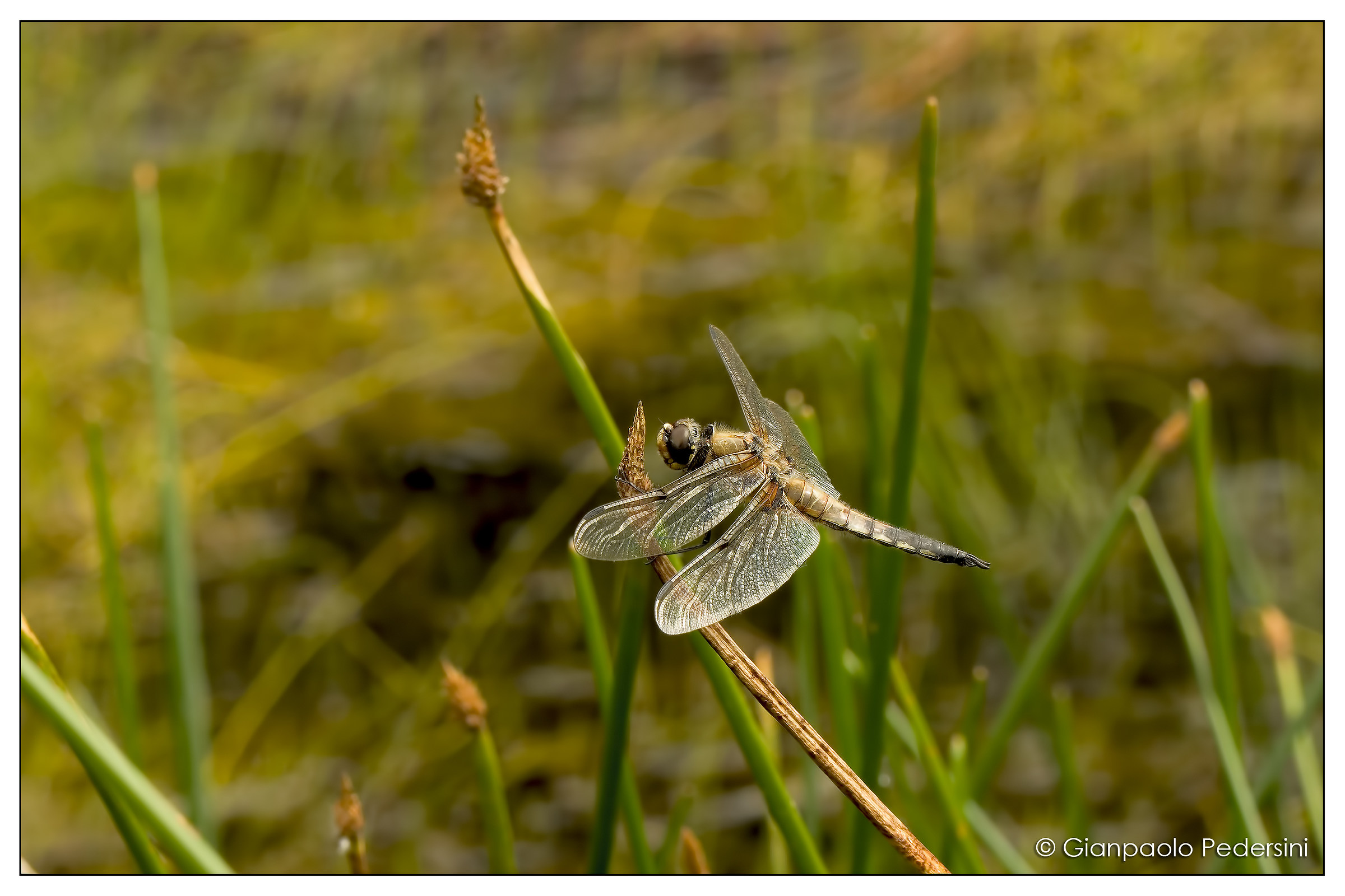 Dragonfly quadrimaculata