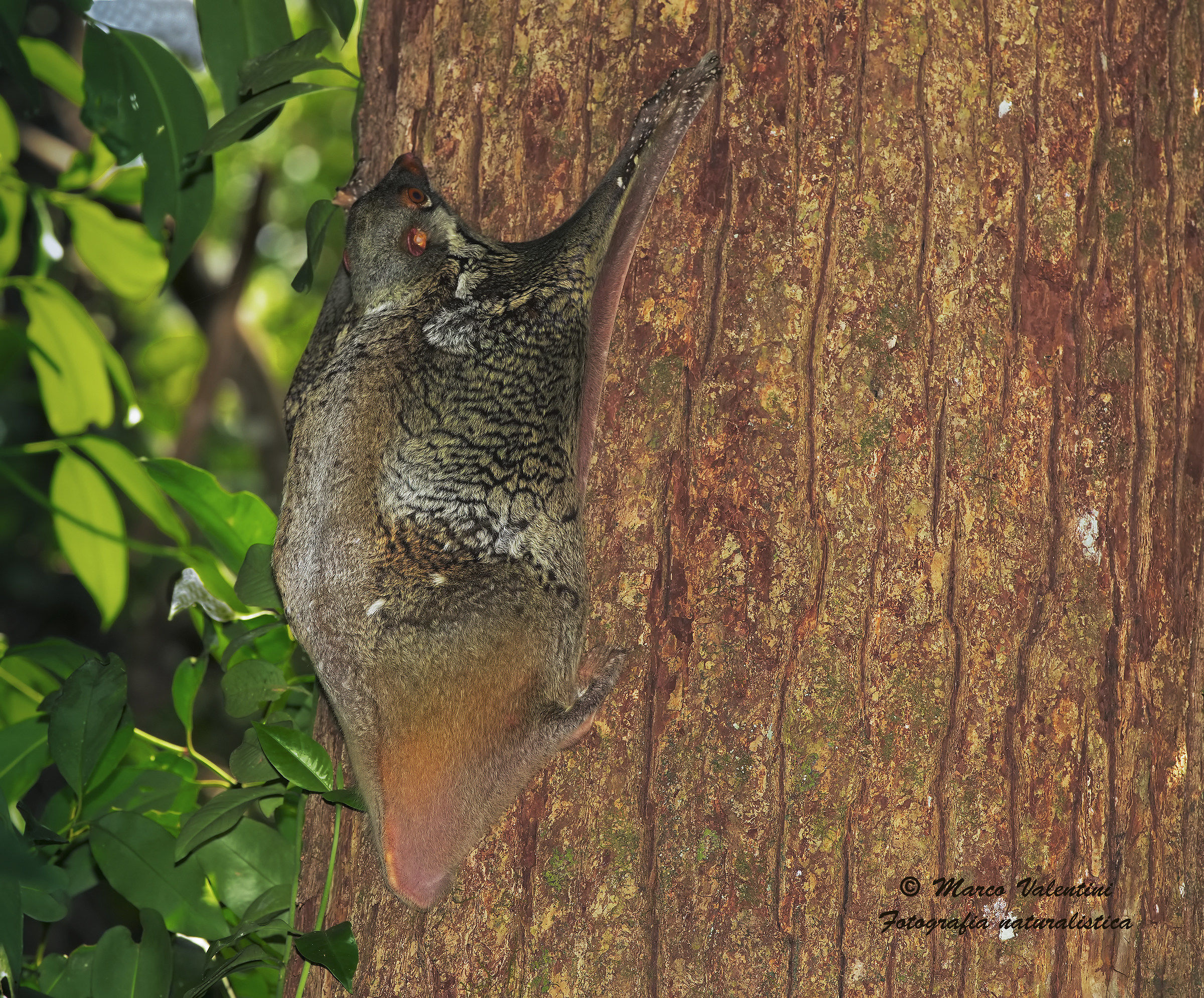 Flying lemur (colugo)
