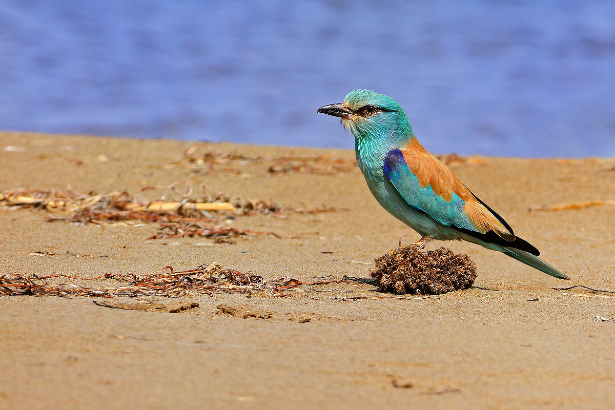 European roller