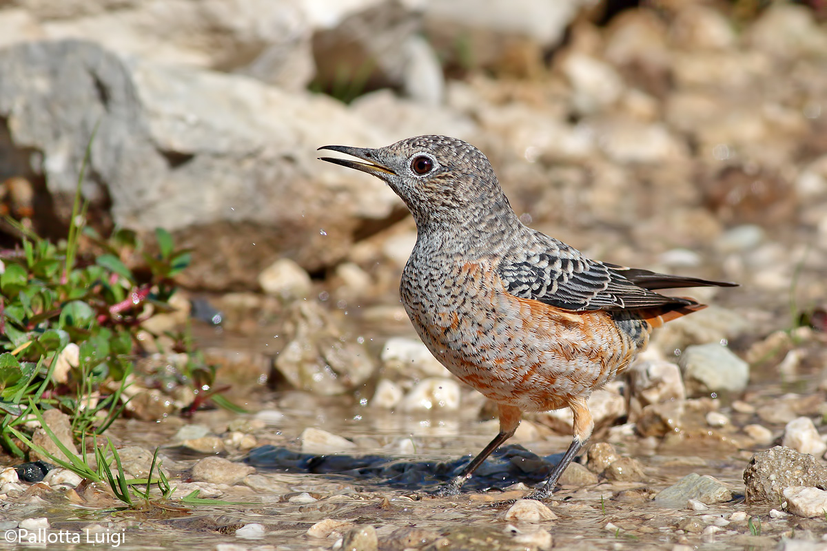 Codirossone (Monticola saxatilis)