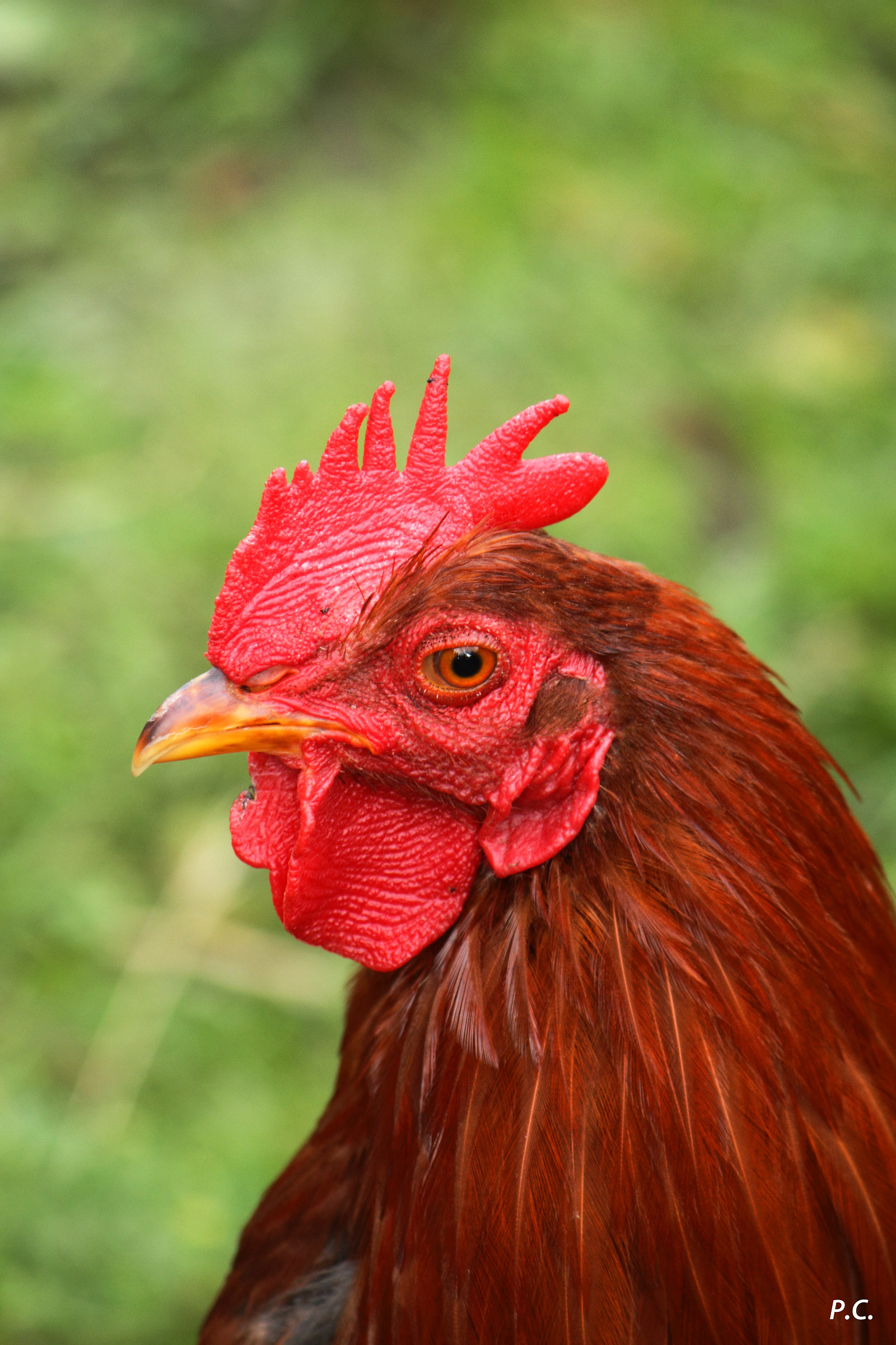 Questo è il suo pollaio