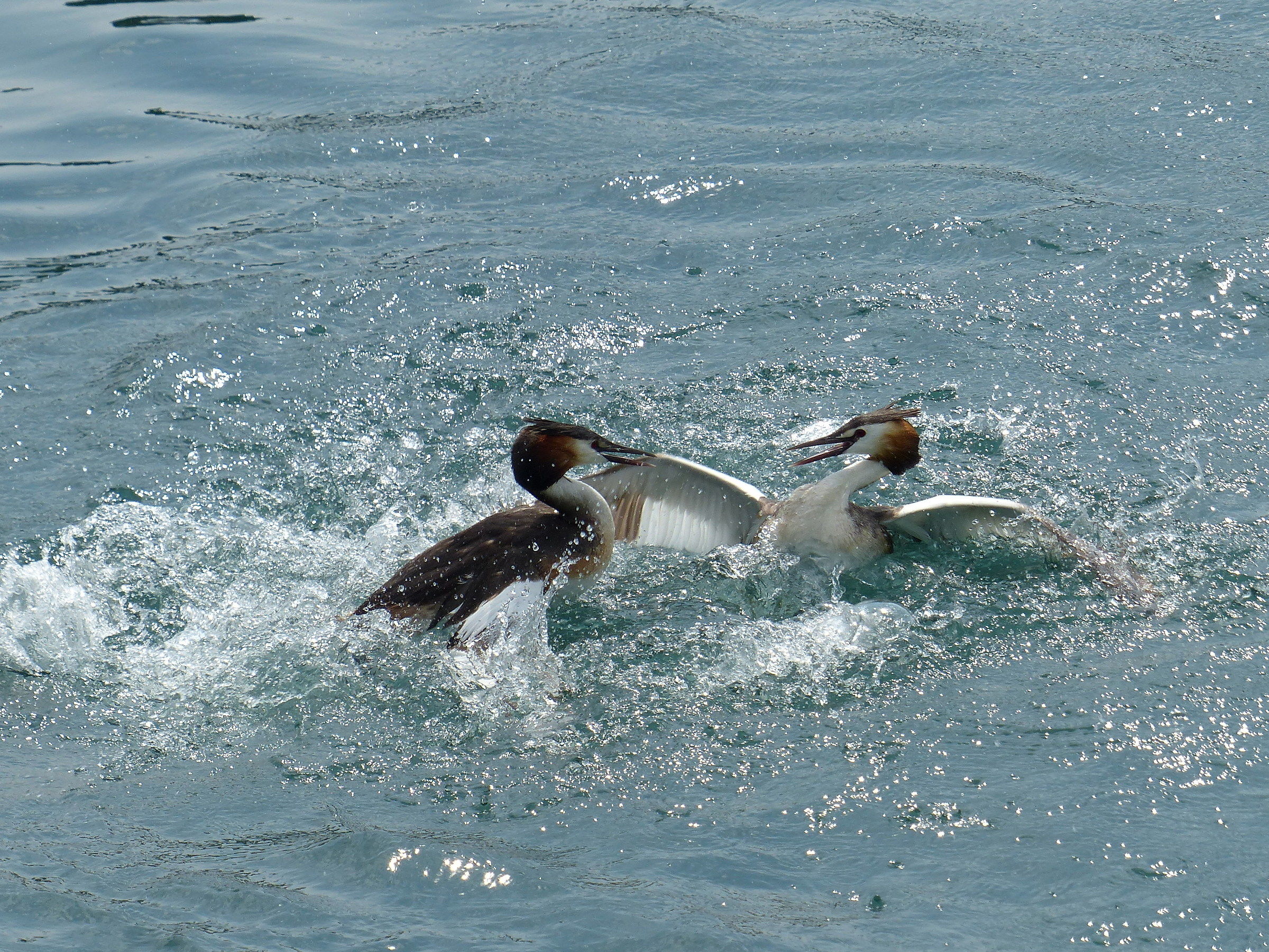 Grebes Fighting 1