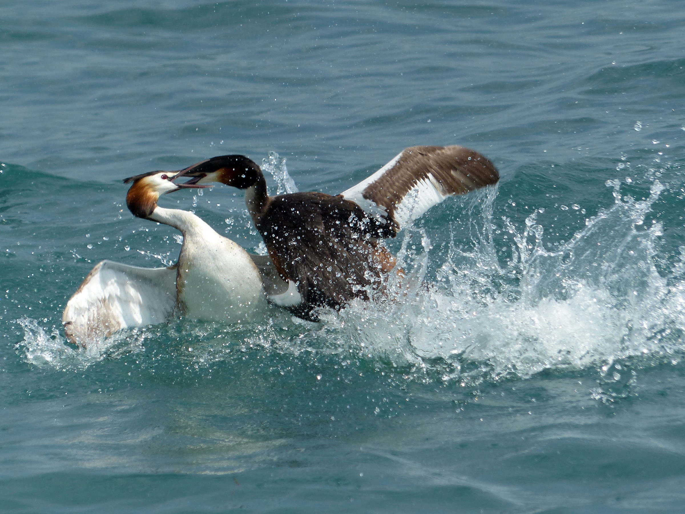 Grebes Fighting 2