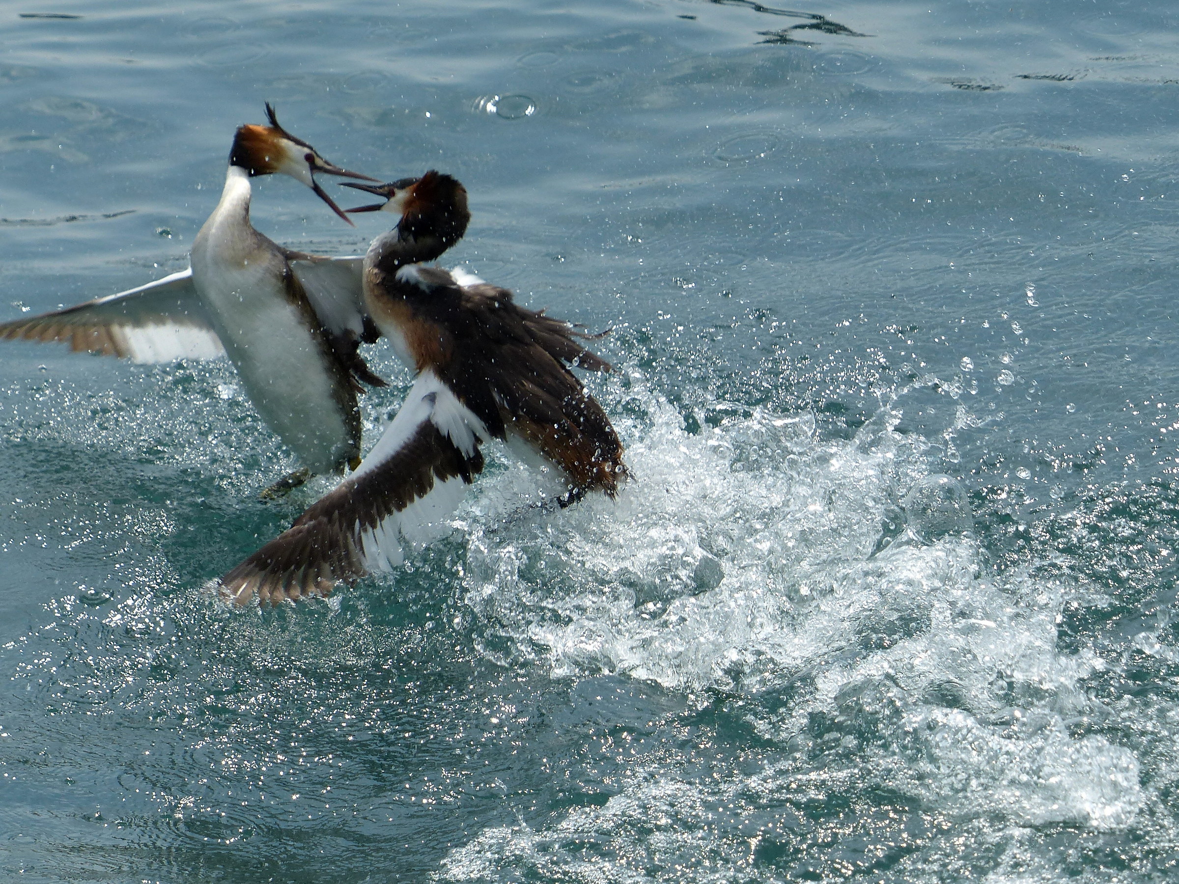 Grebes Fighting 3