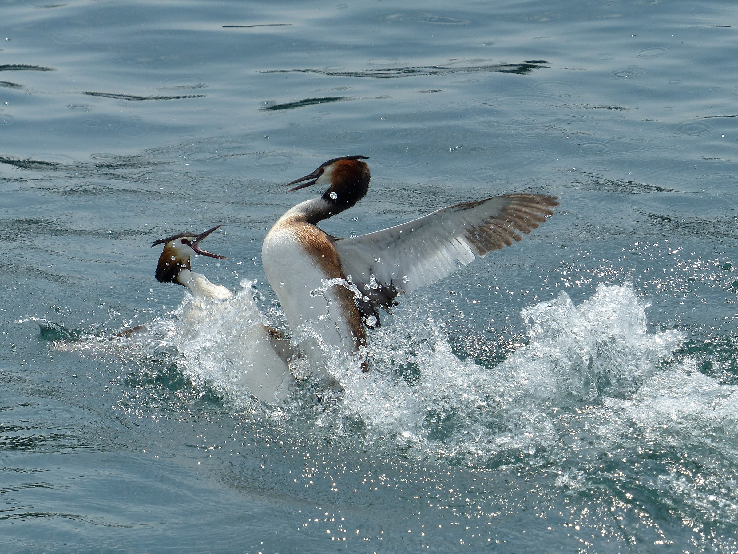 Grebes Fighting 4