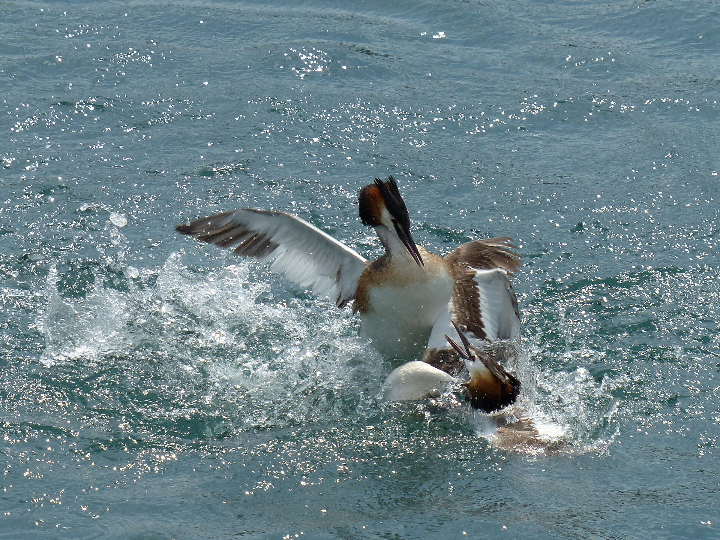 Grebes The fight 5