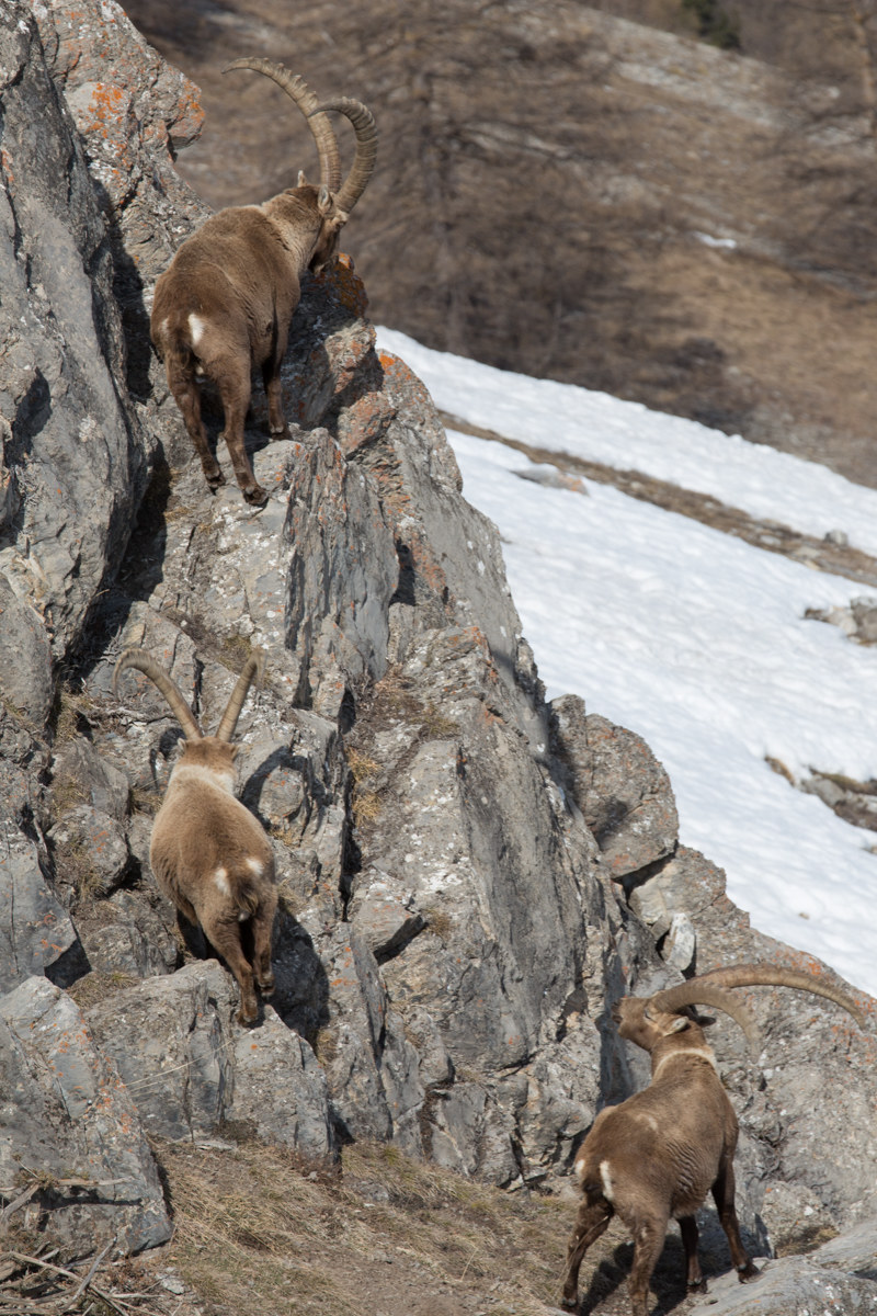 Ibex in the wild