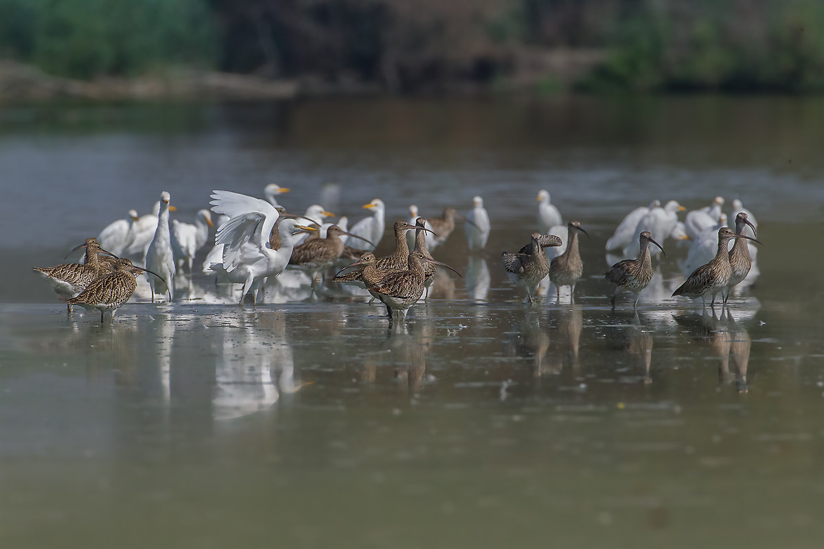 Chiurli con Guardiabuoi