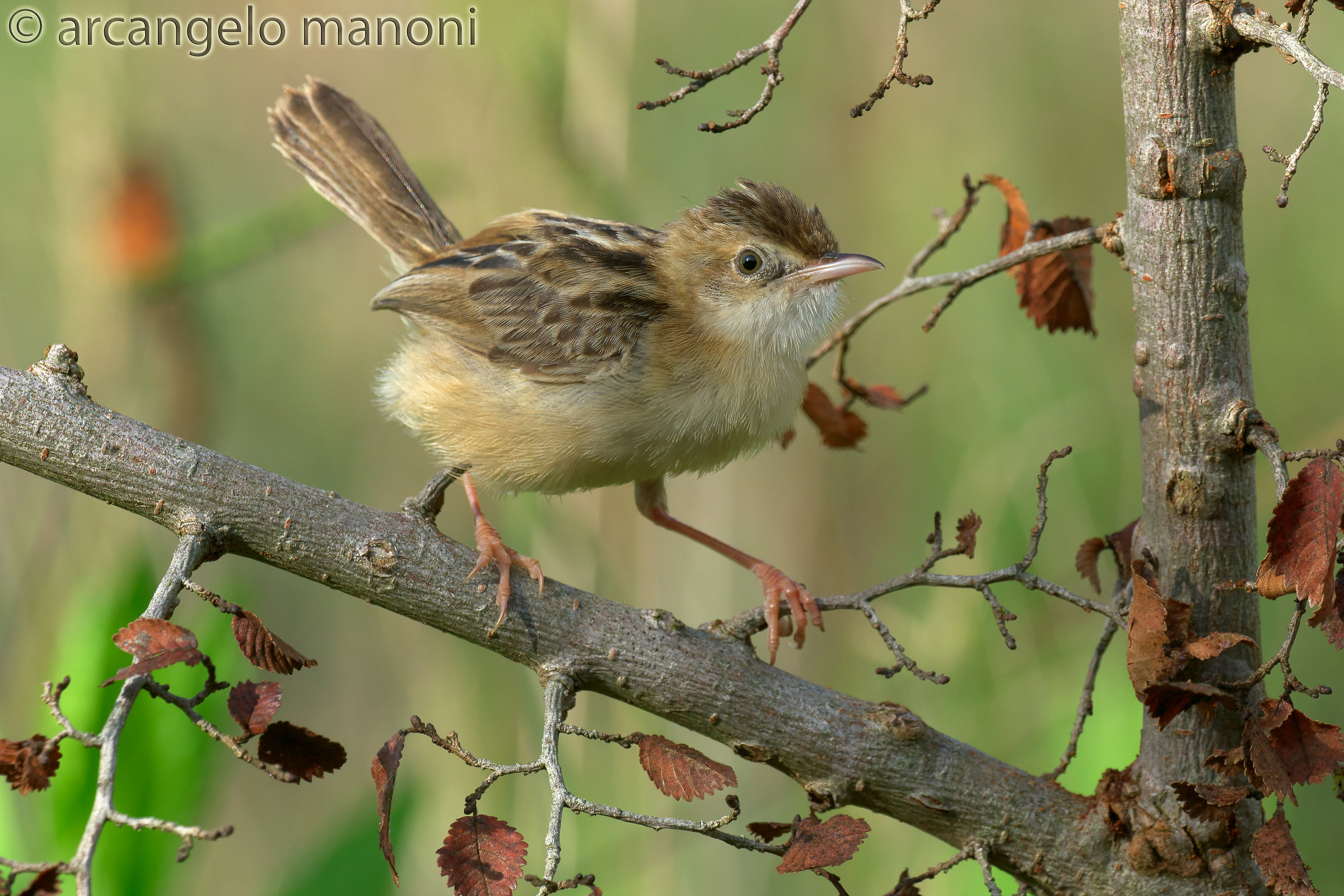 Stealthily beccamoschino with macro