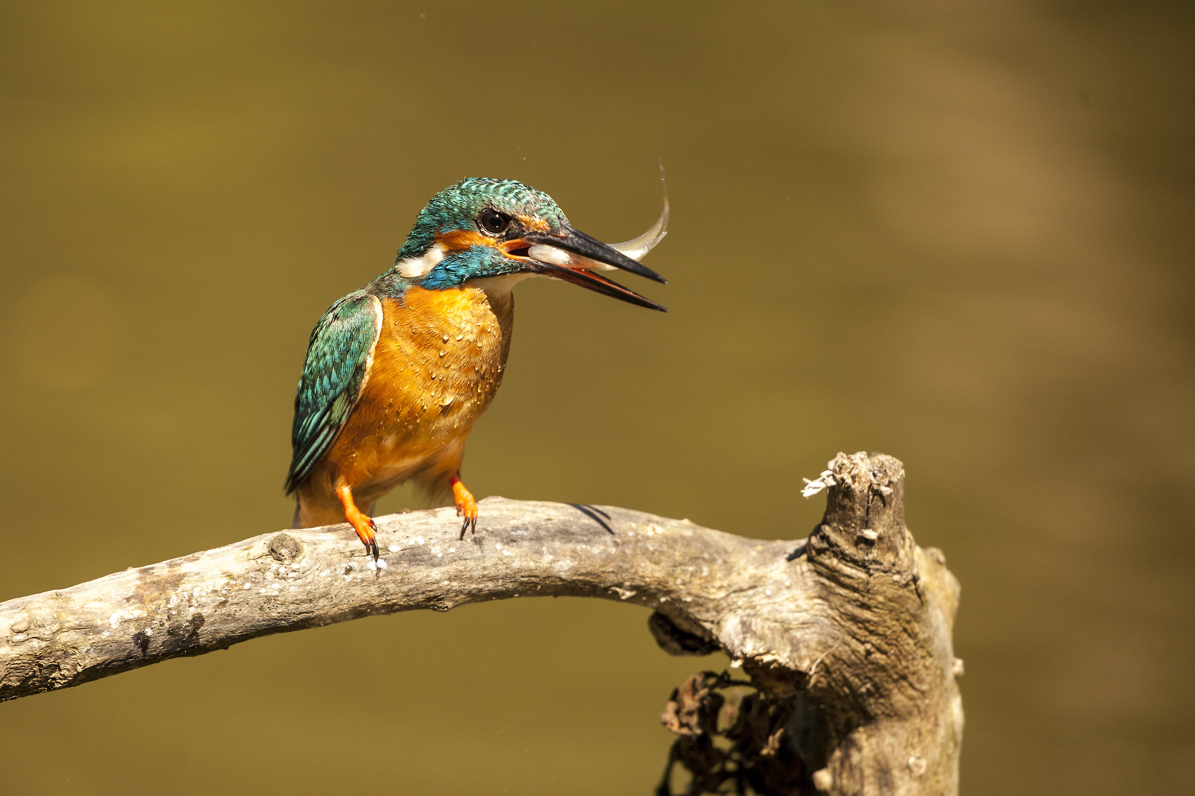 kingfisher