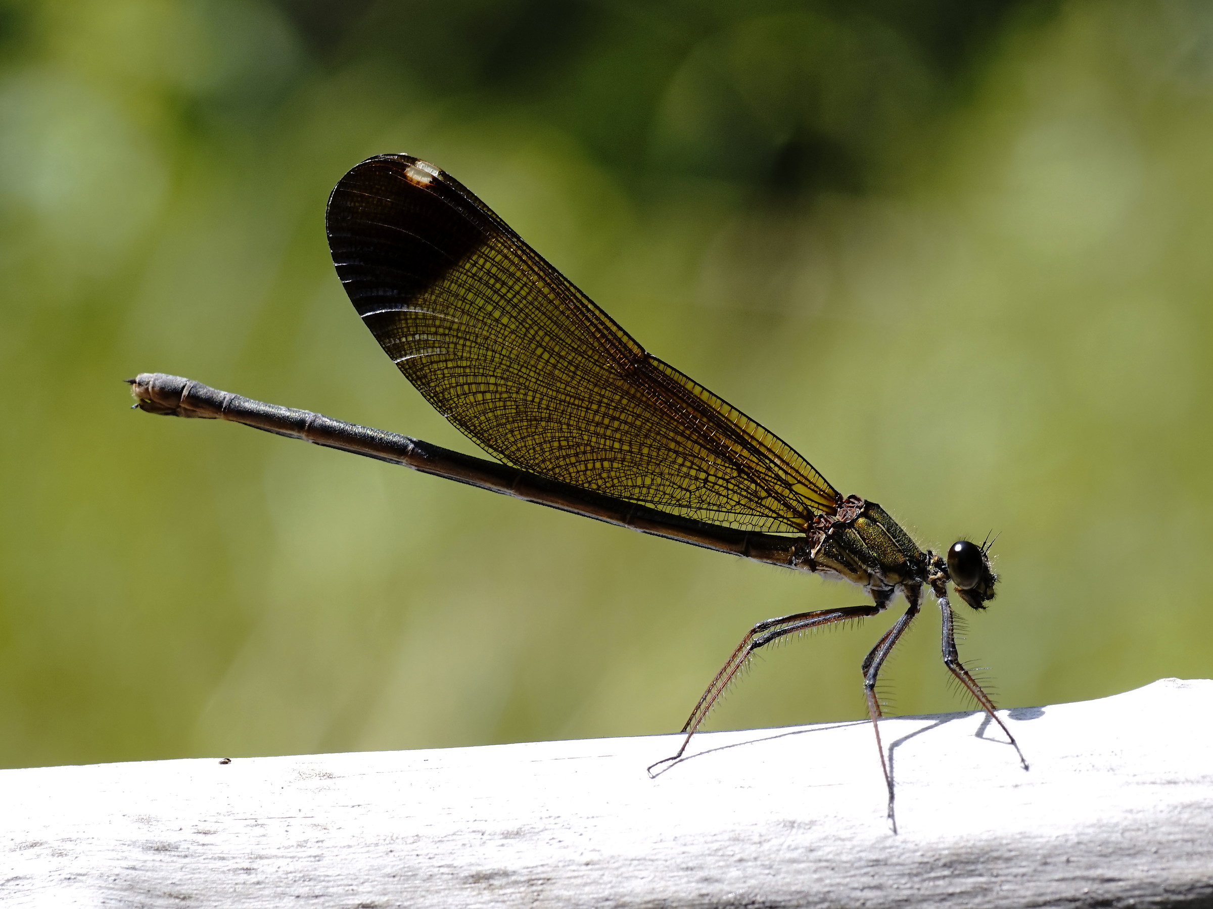 Calopteryx haemorrhoidalis esemplare femmina?