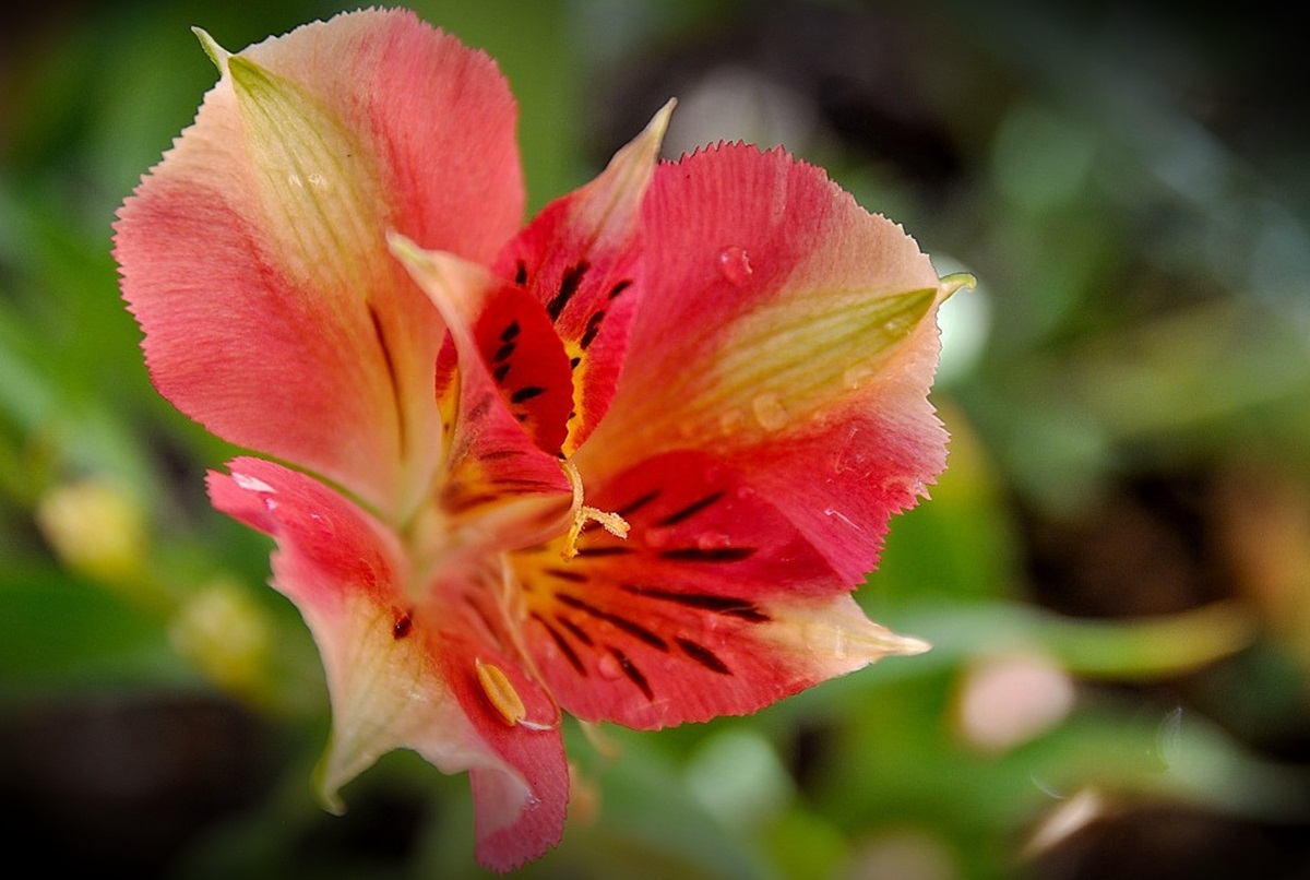 La bellezza di essere fiore