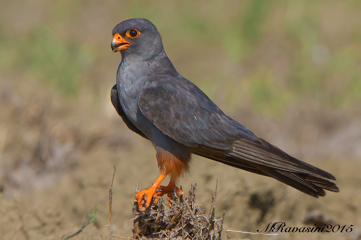 Maschio adulto di Falco cuculo