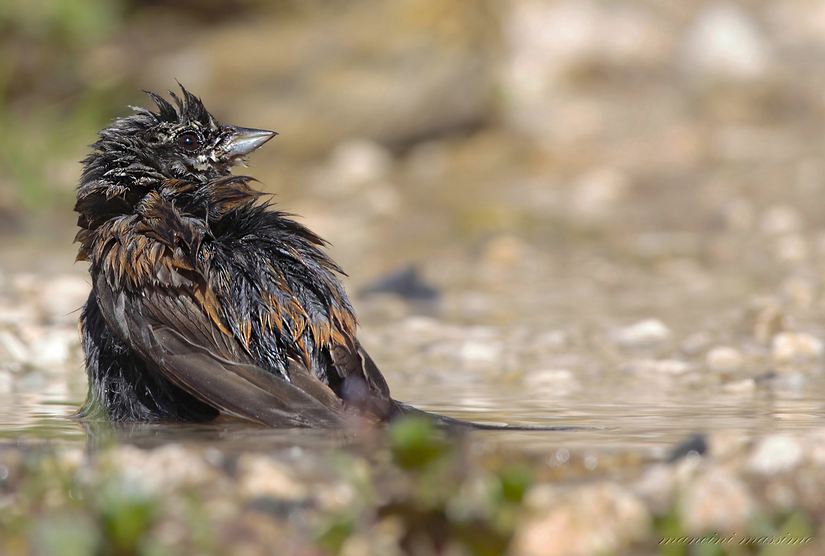 Zicolo Bunting (Emberiza cia)