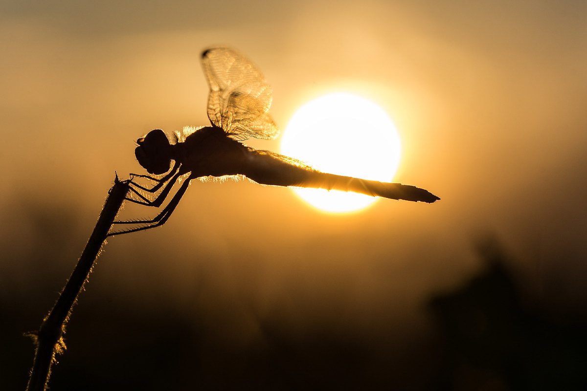 Il riposo della libellula