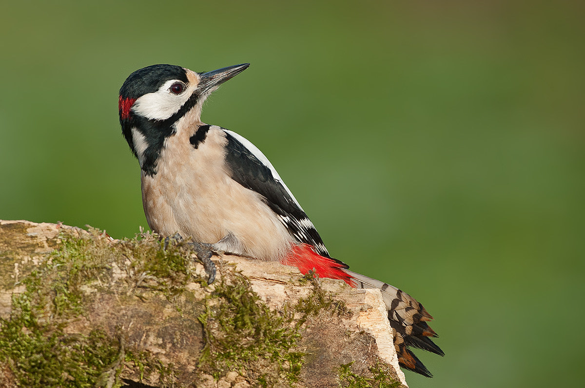 woodpecker