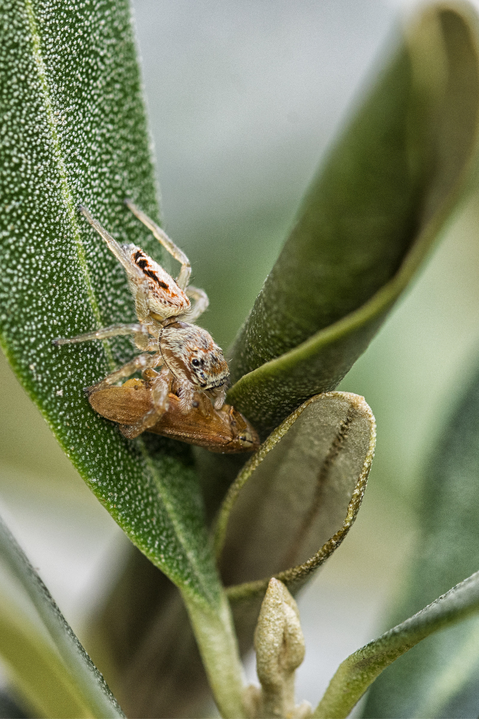 Il pranzo è servito