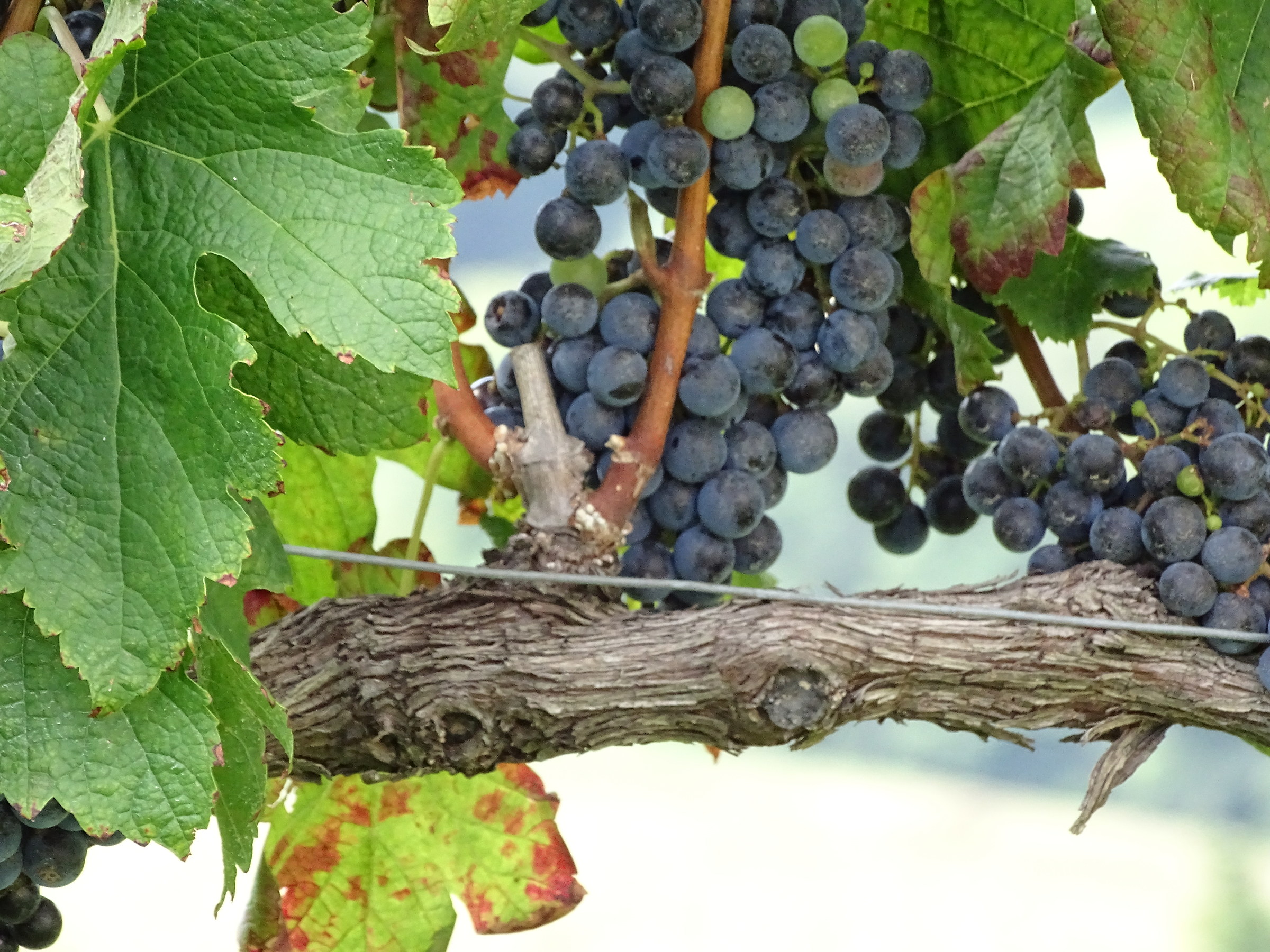 Production wines Collio