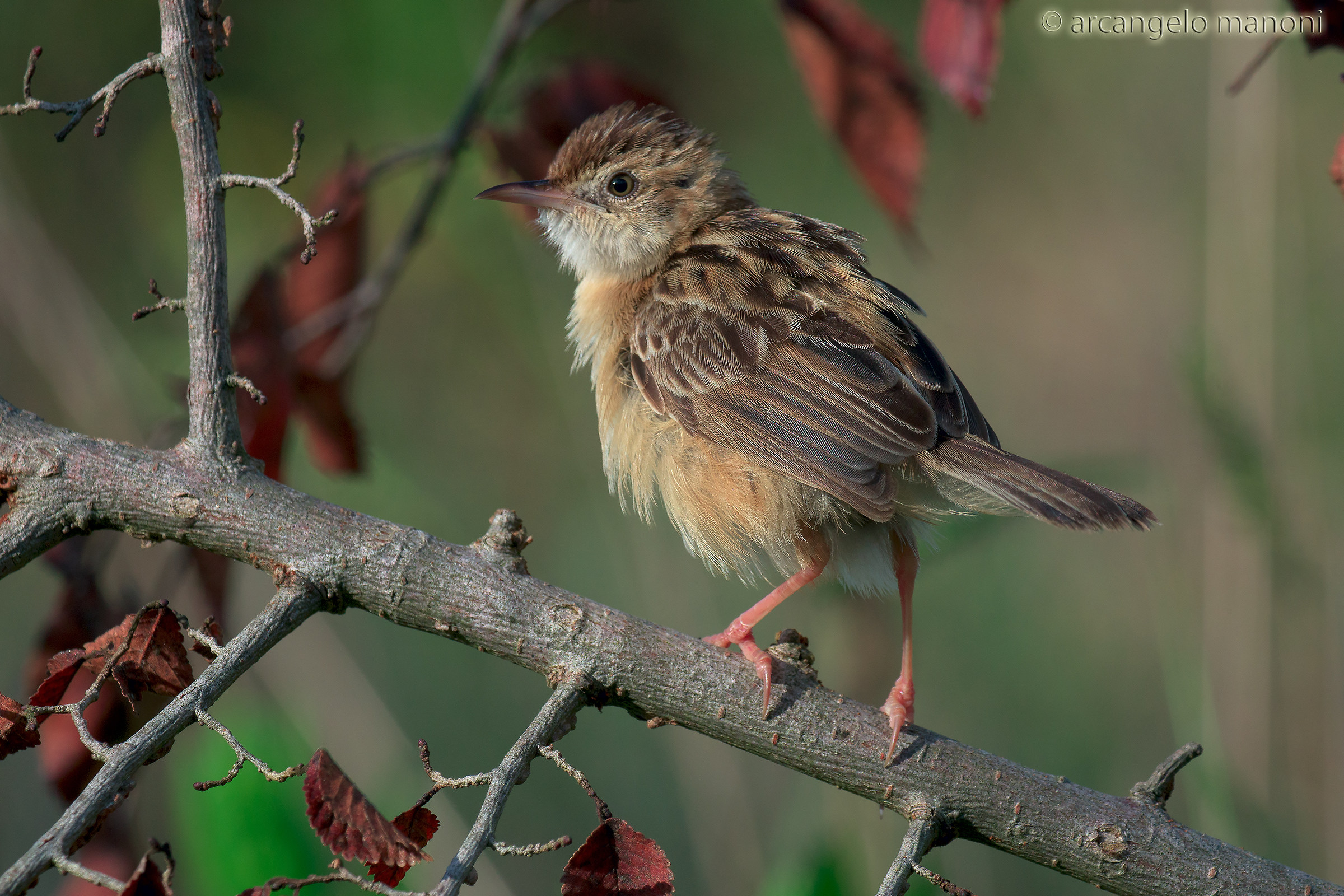 The splendor of one of the smaller birds nostrani
