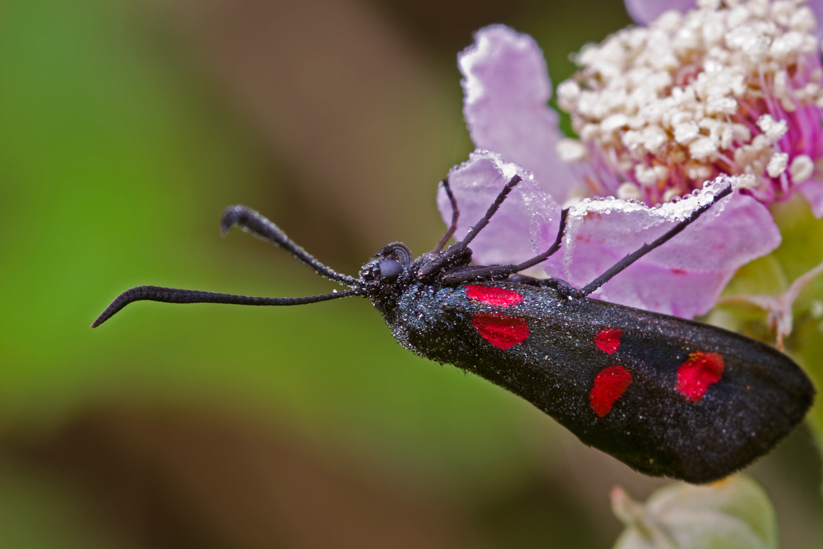Zygaena