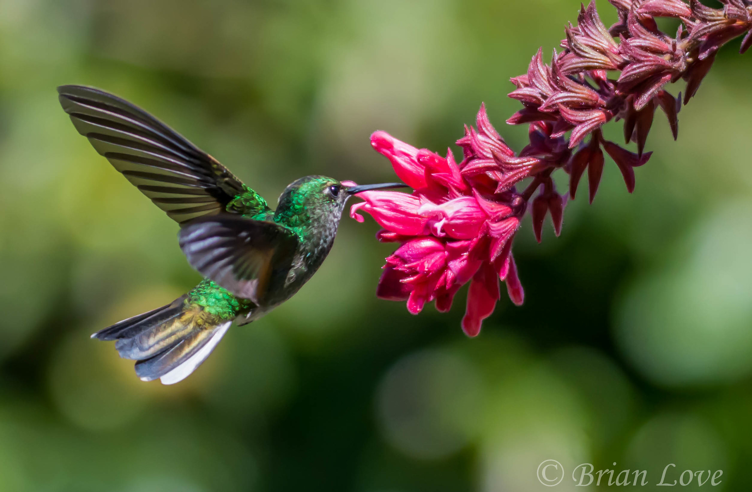 Stripe-tailed Hummingbird