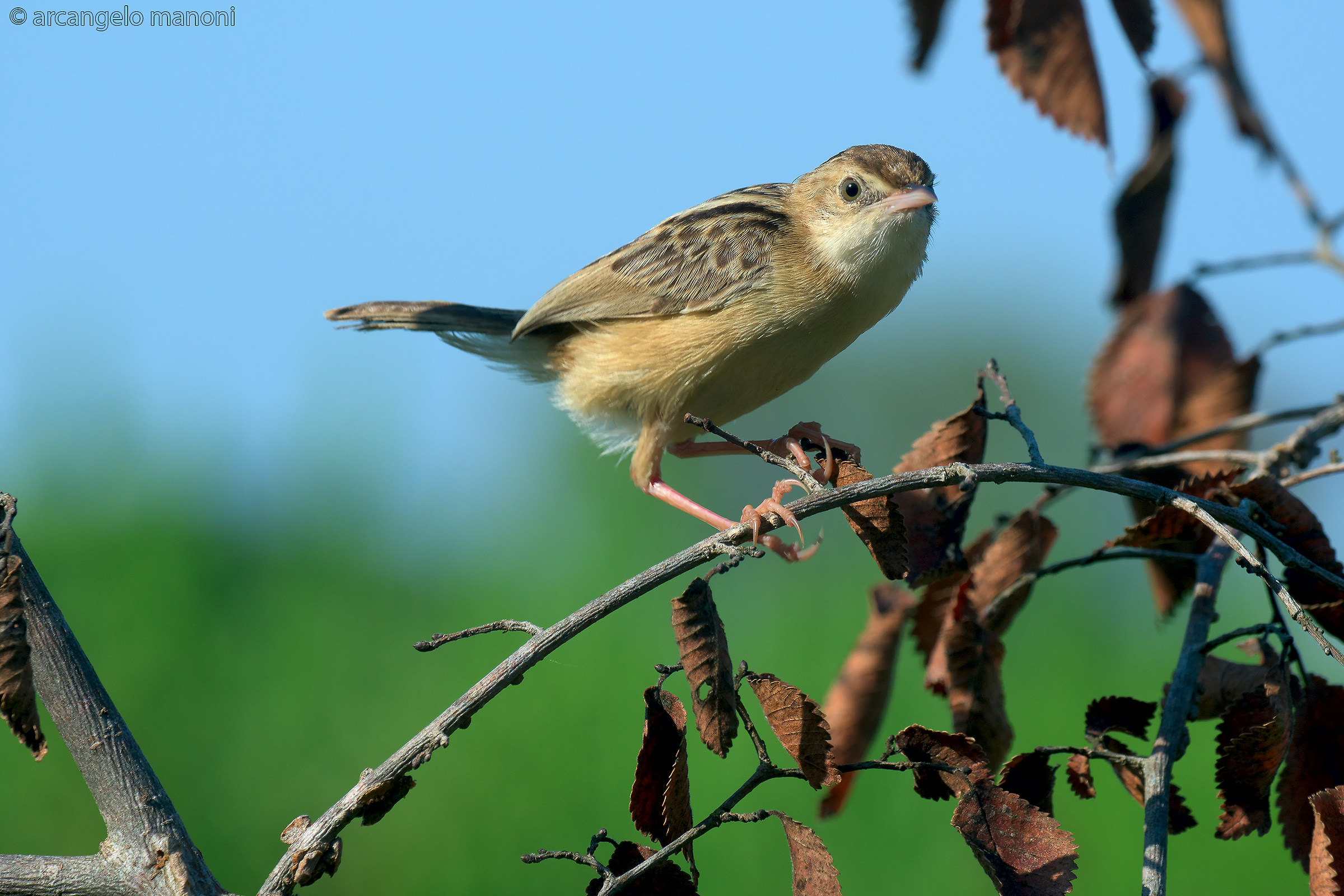 Beccamoschino between heaven and earth
