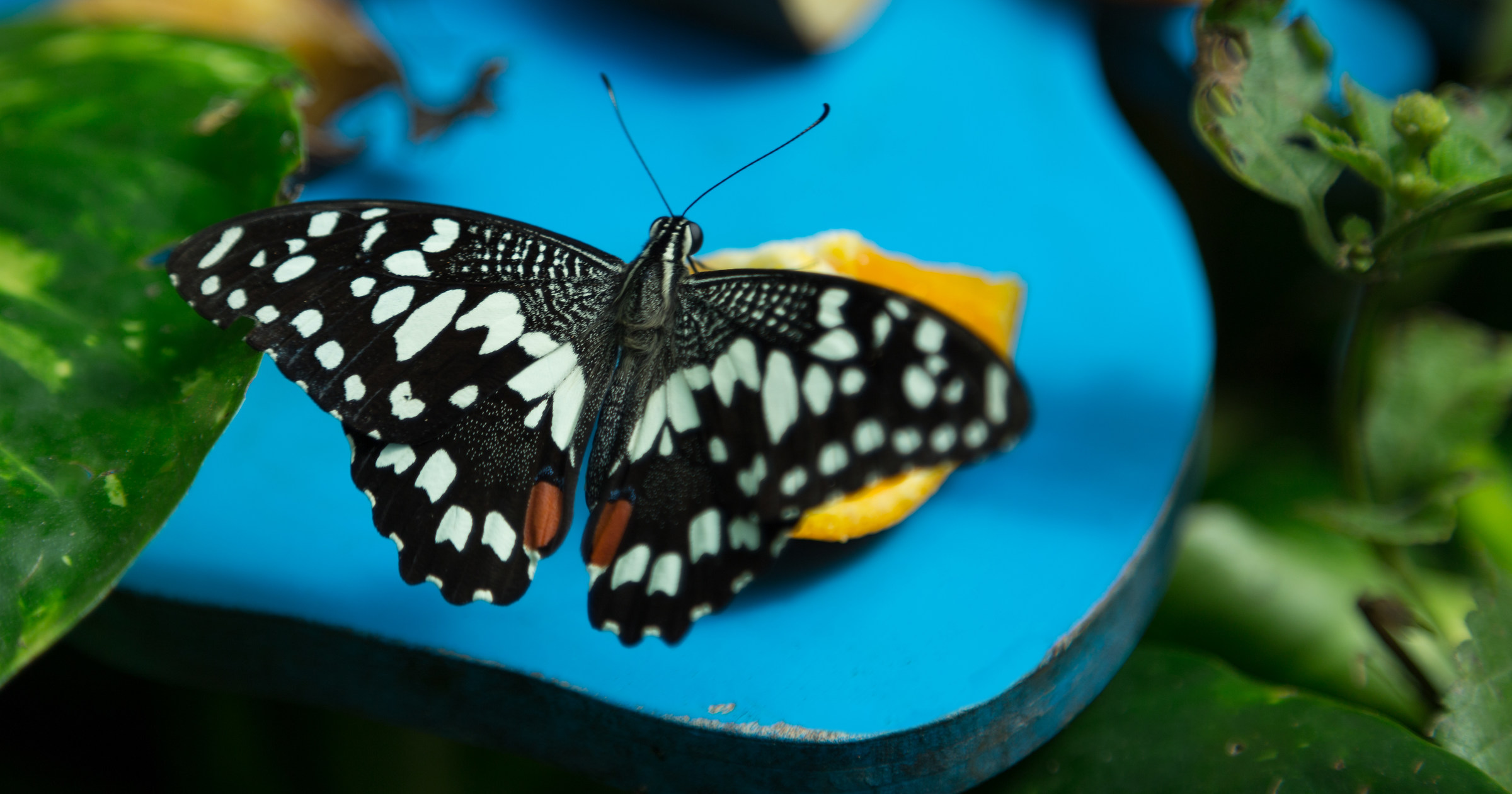 Butterfly on Roost