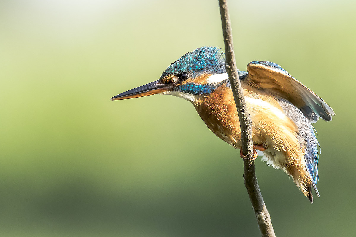 Martina FrecciAzzurra