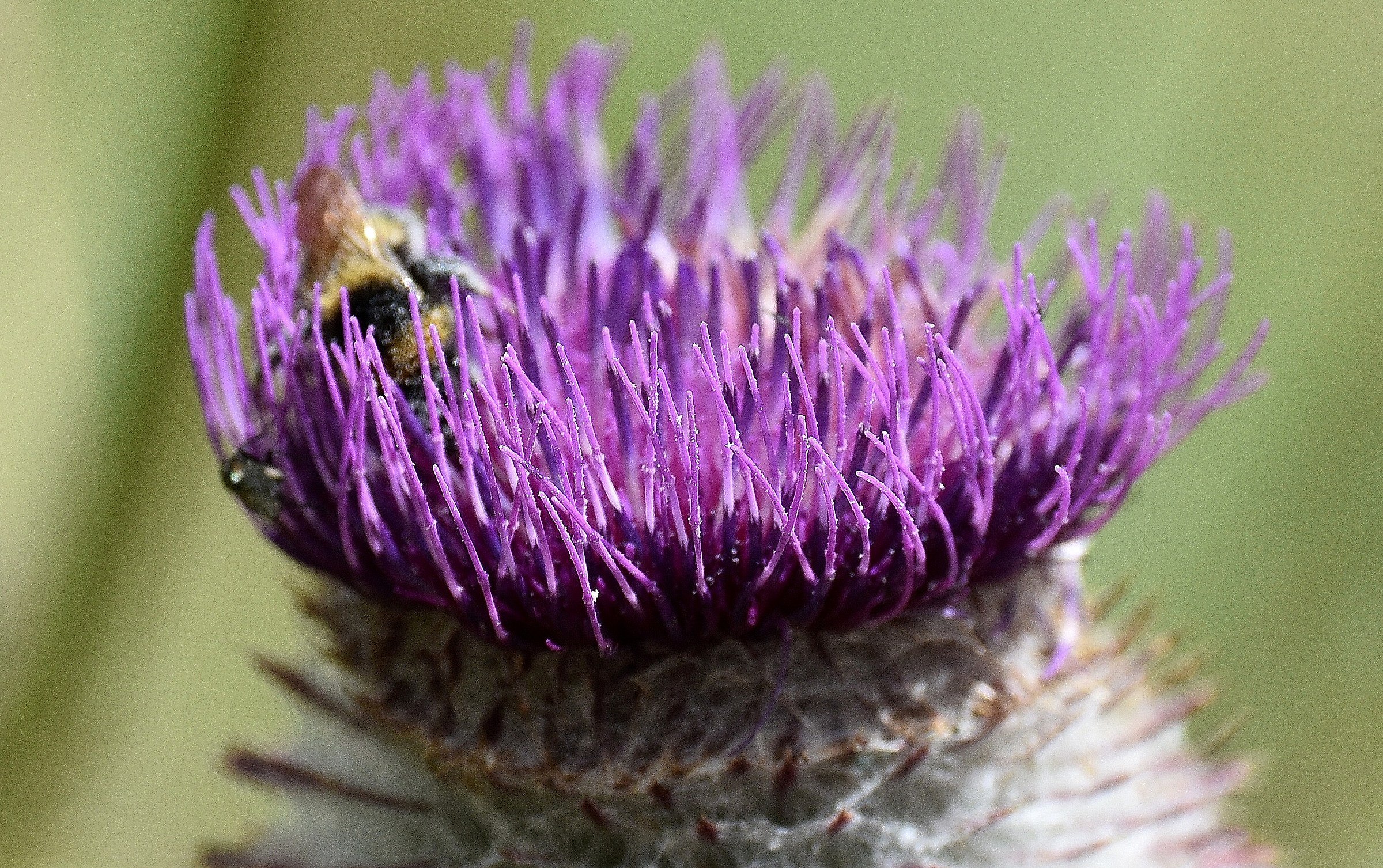 Cardo Sul Gran Paradiso