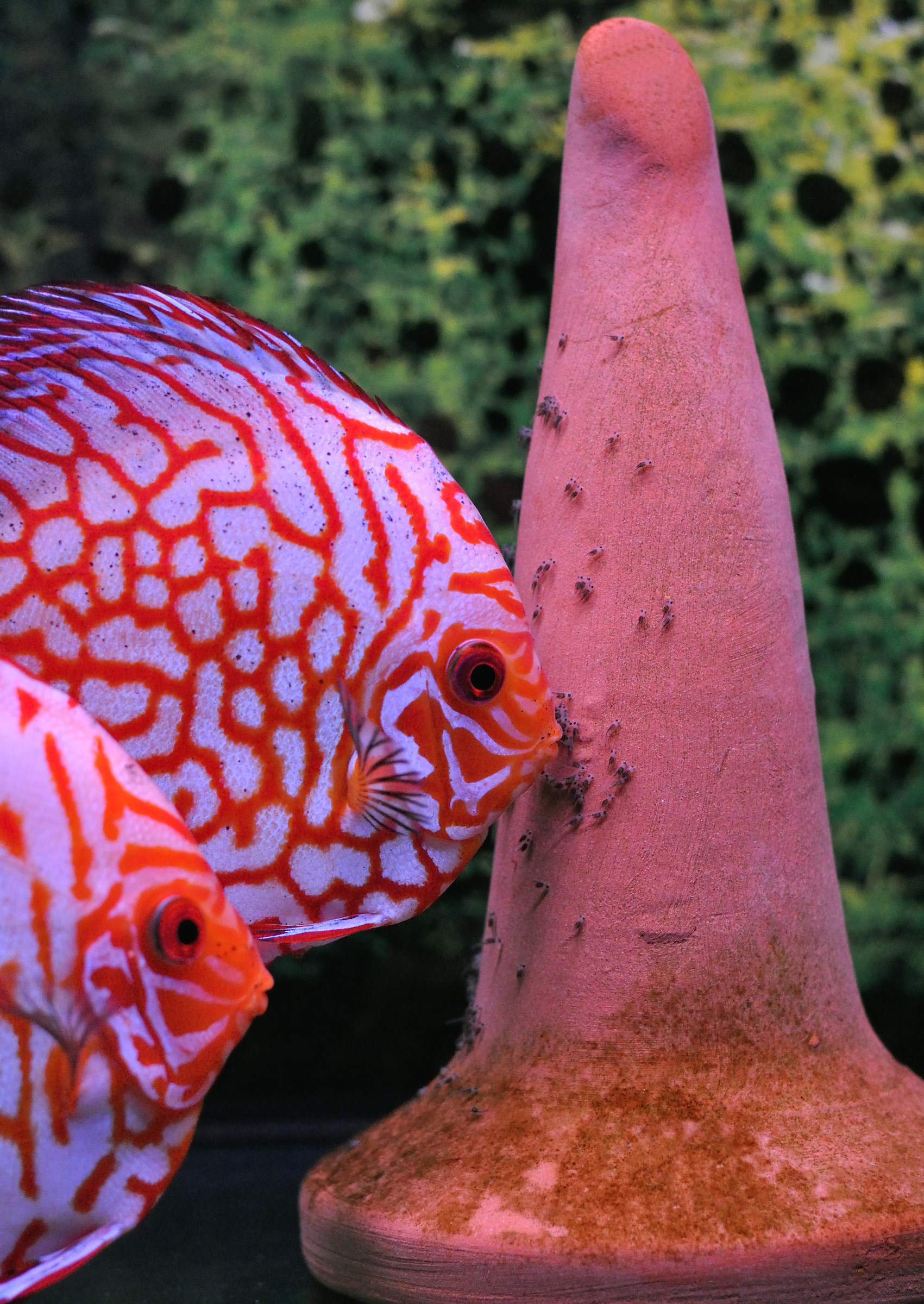 Reproduction Discus