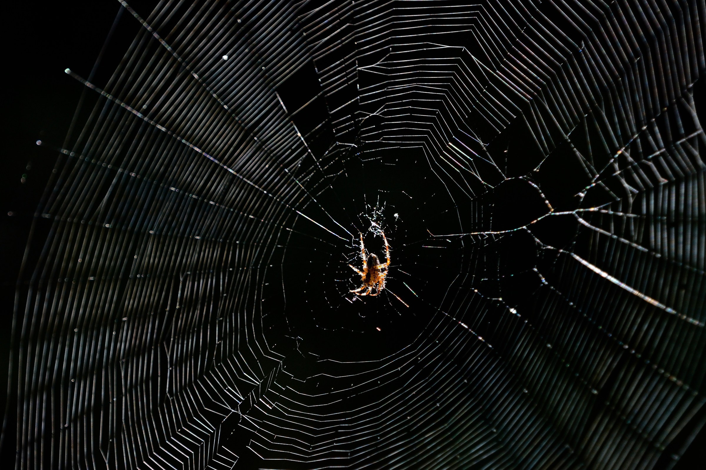 The Spider and the light ...