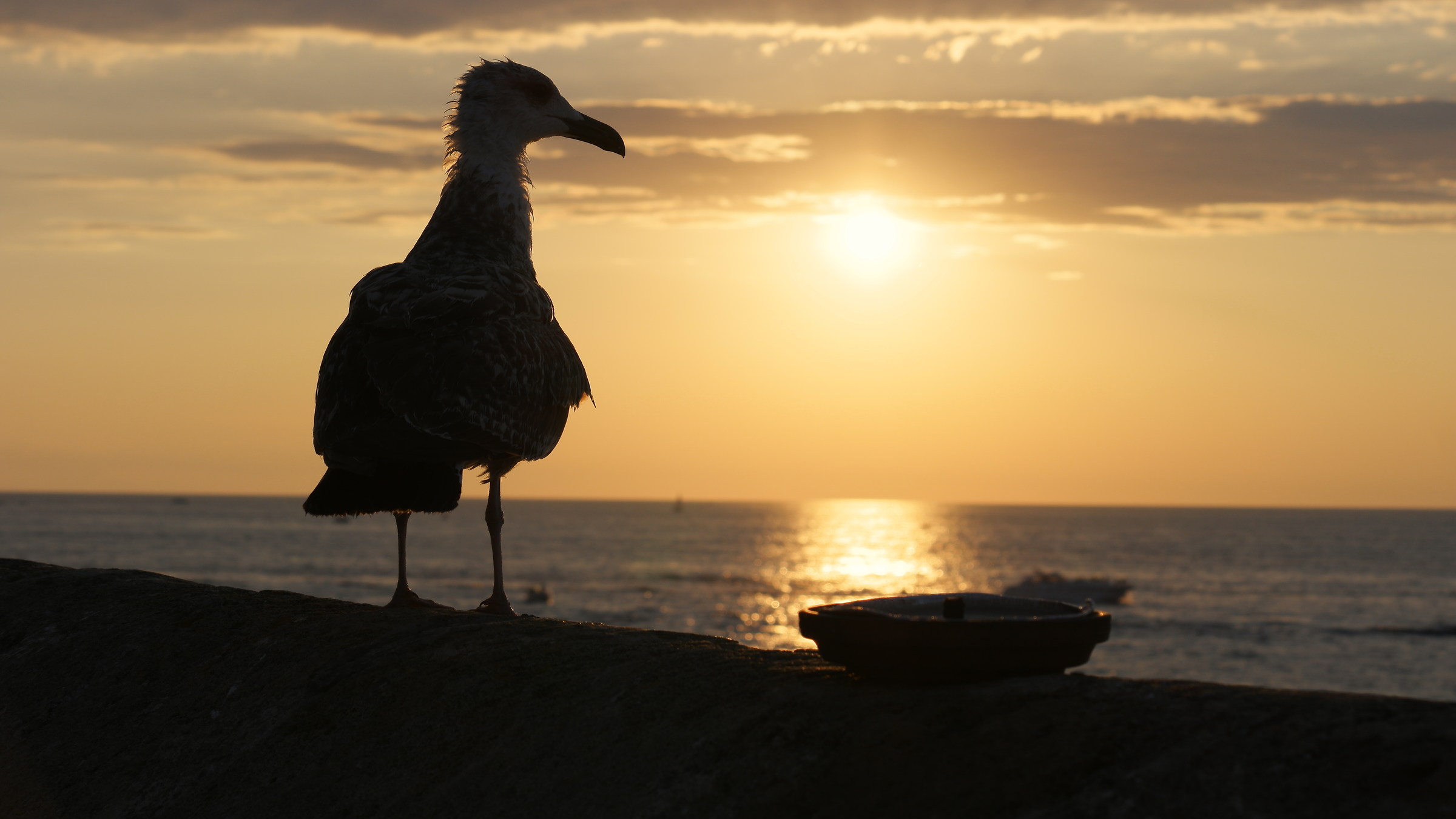 Gabbiano a Gallipoli