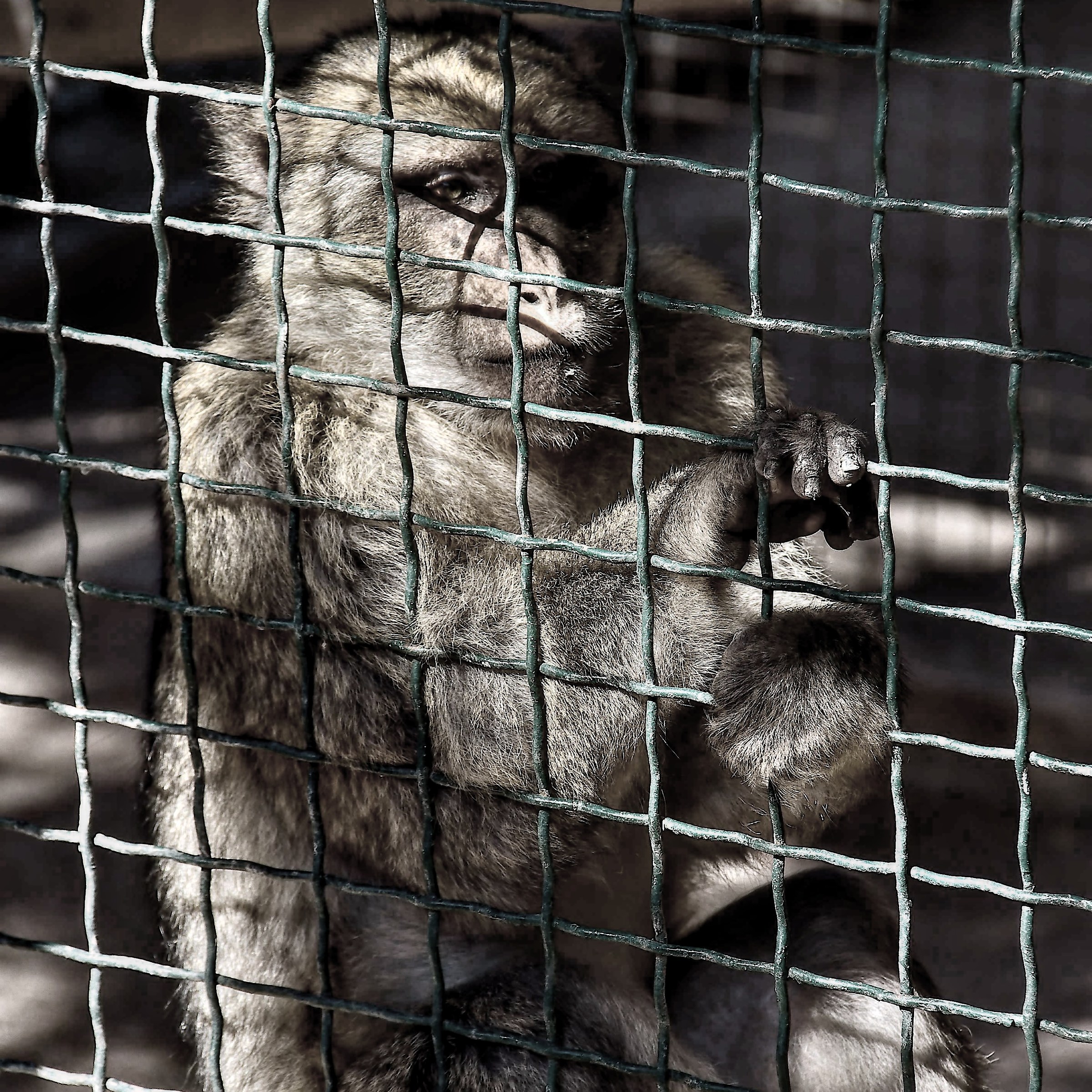 In attesa della libertà