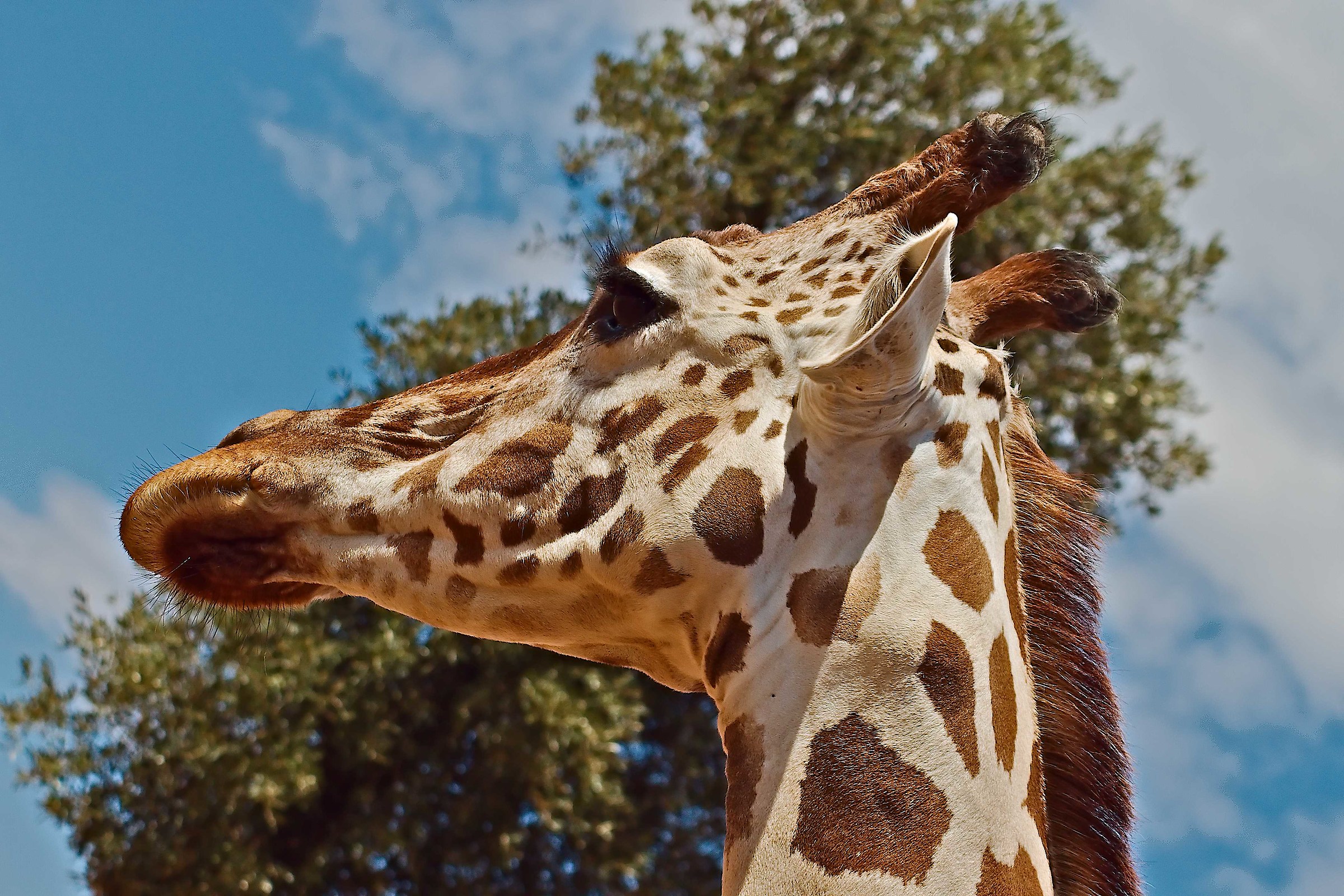 Giraffa... Dalla sua maestosa altezza...