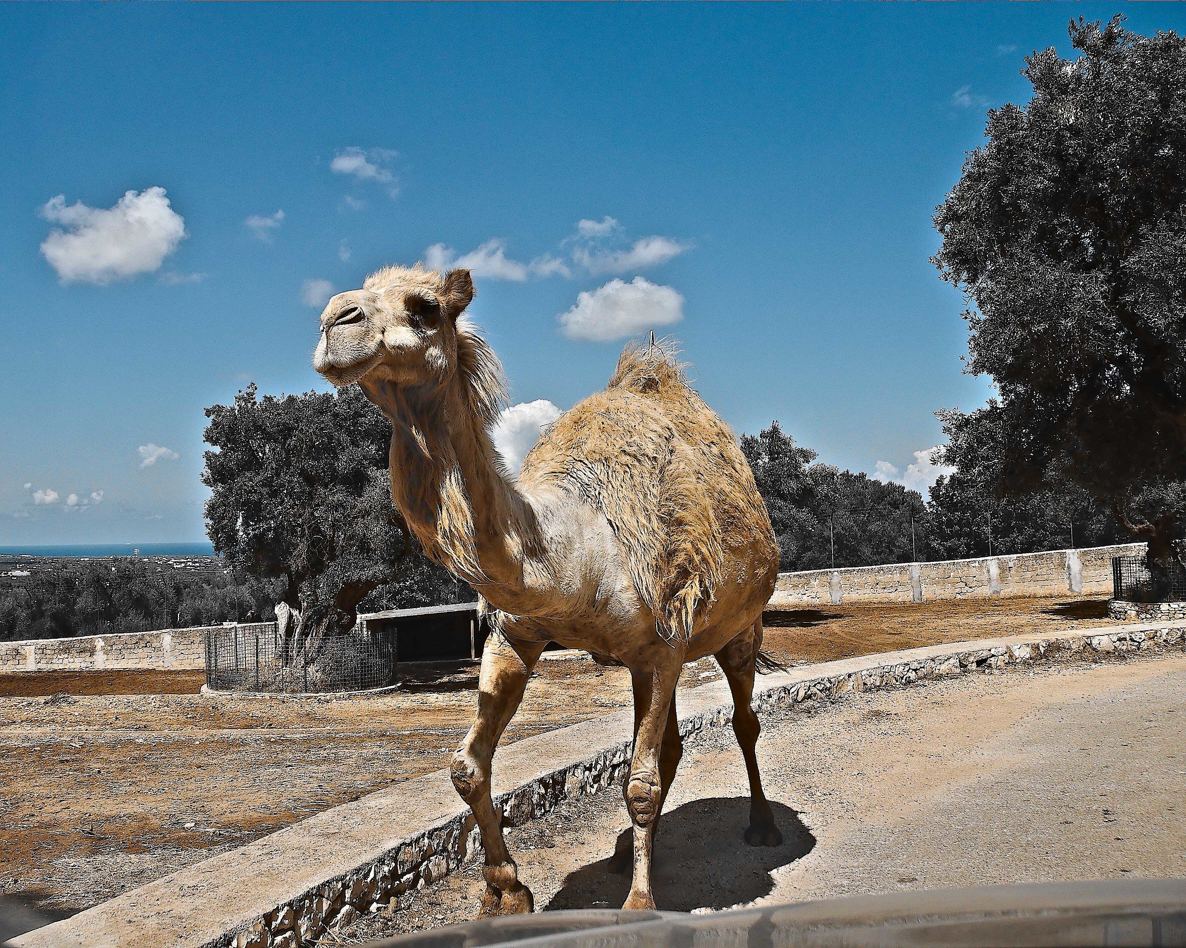 Dromedary