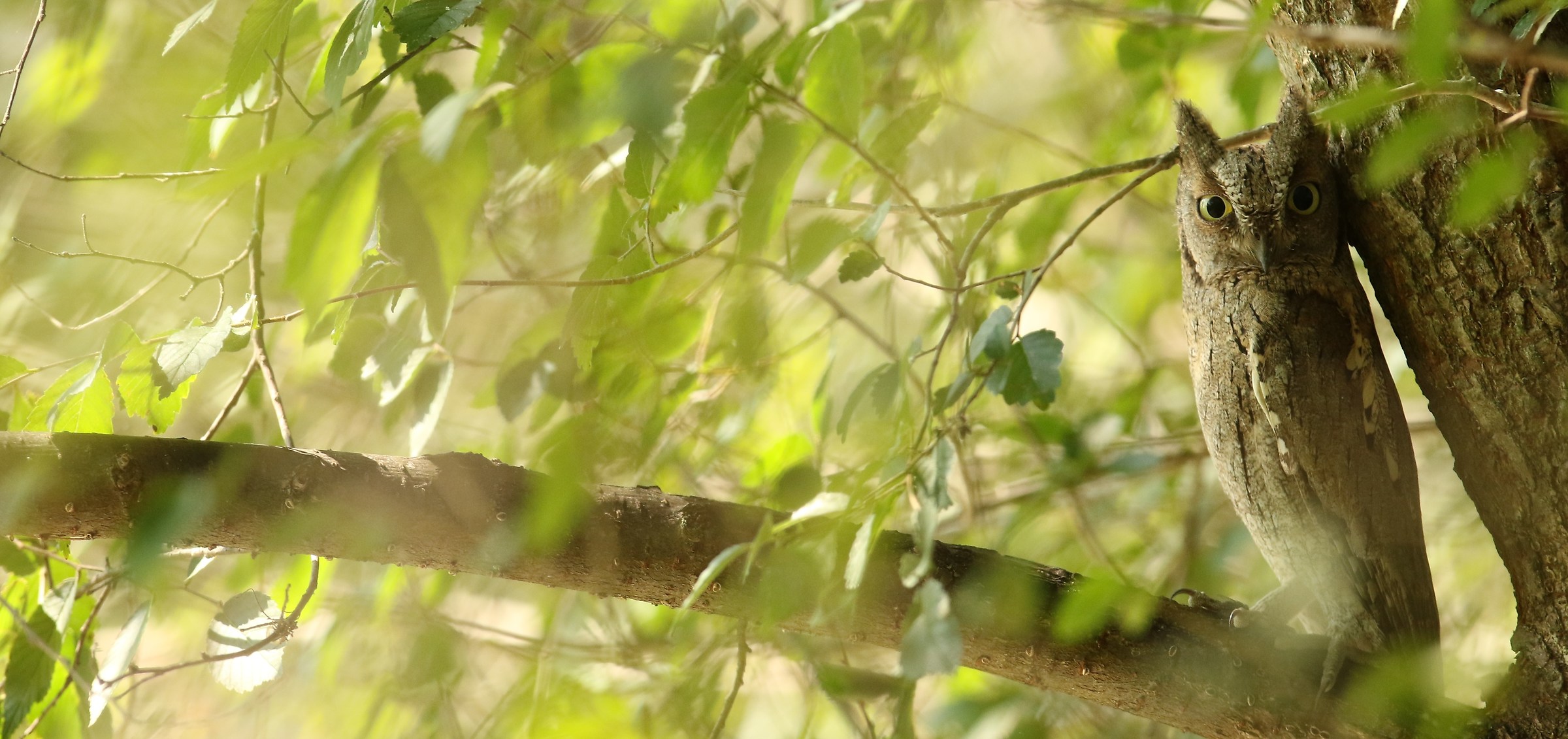 Waiting for the martin look who I see .....