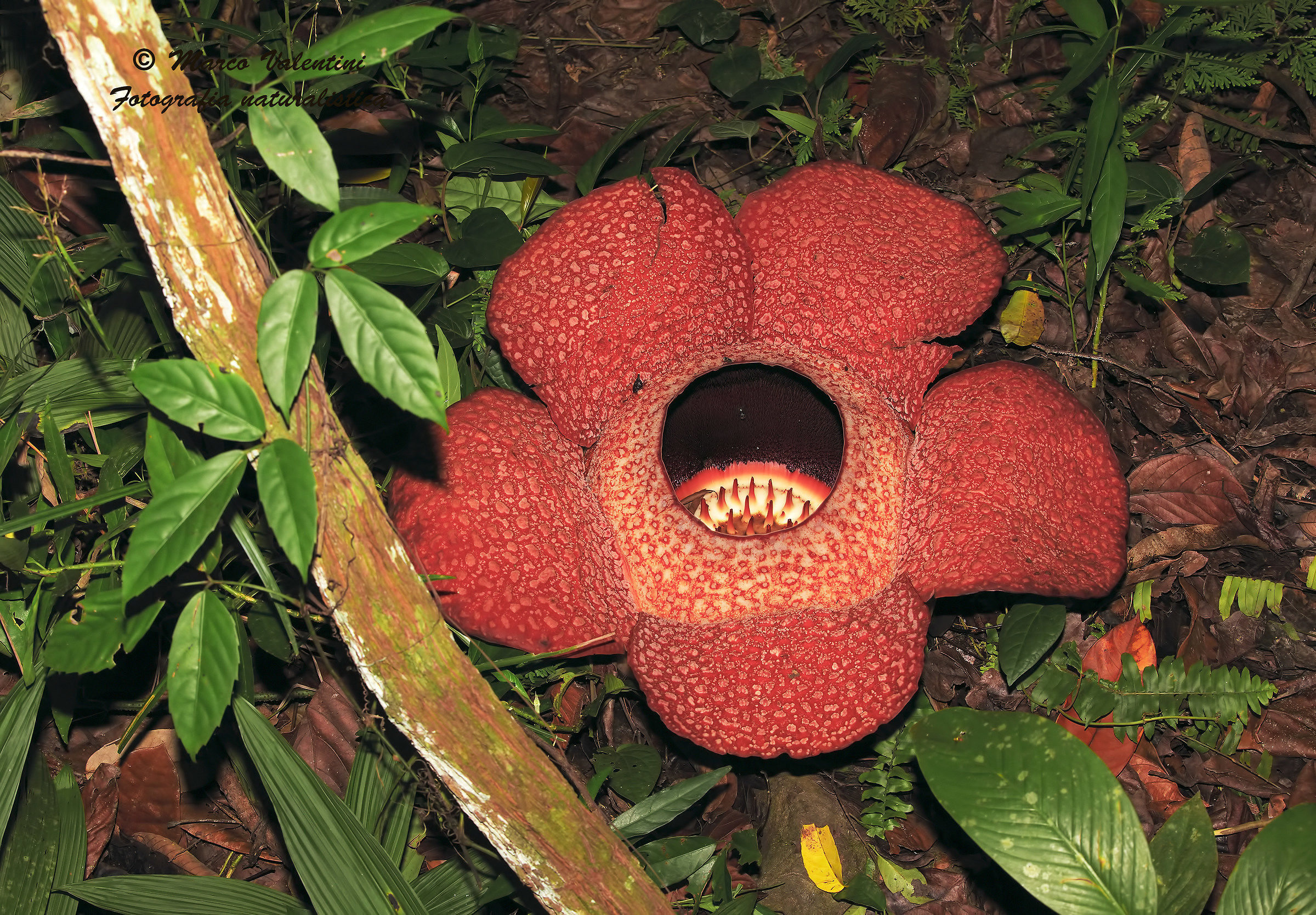The largest flower in the world
