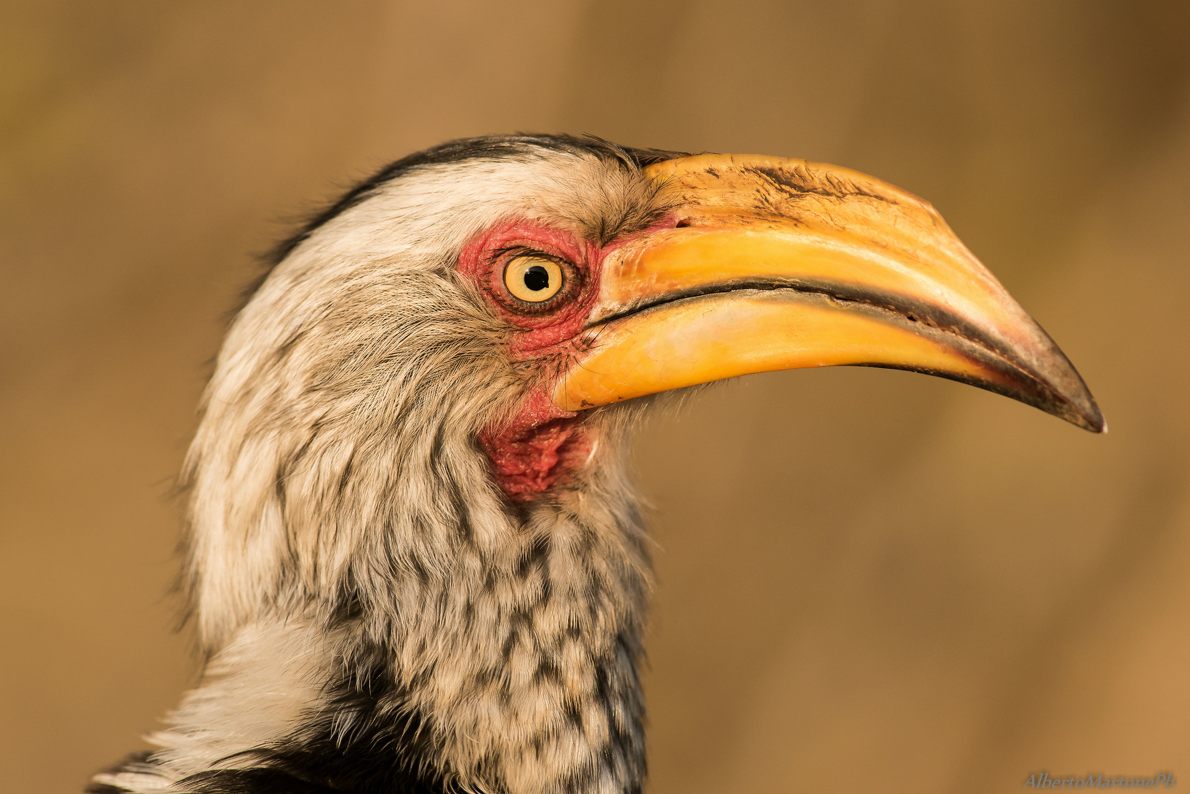 Souther yellow billed Hornbill - o meglio " zazu "