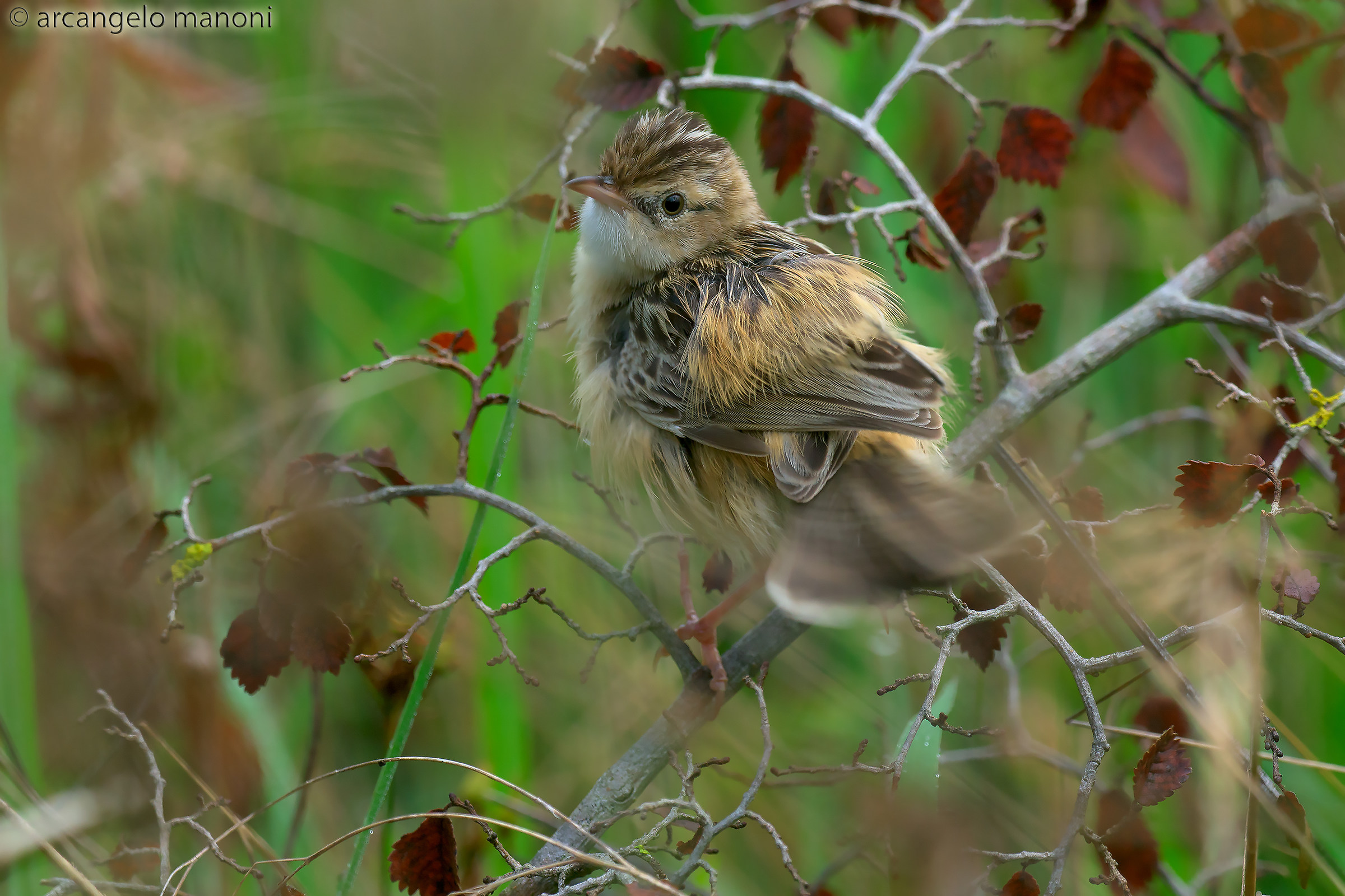 Enter with the macro in the minute world of beccamoschino