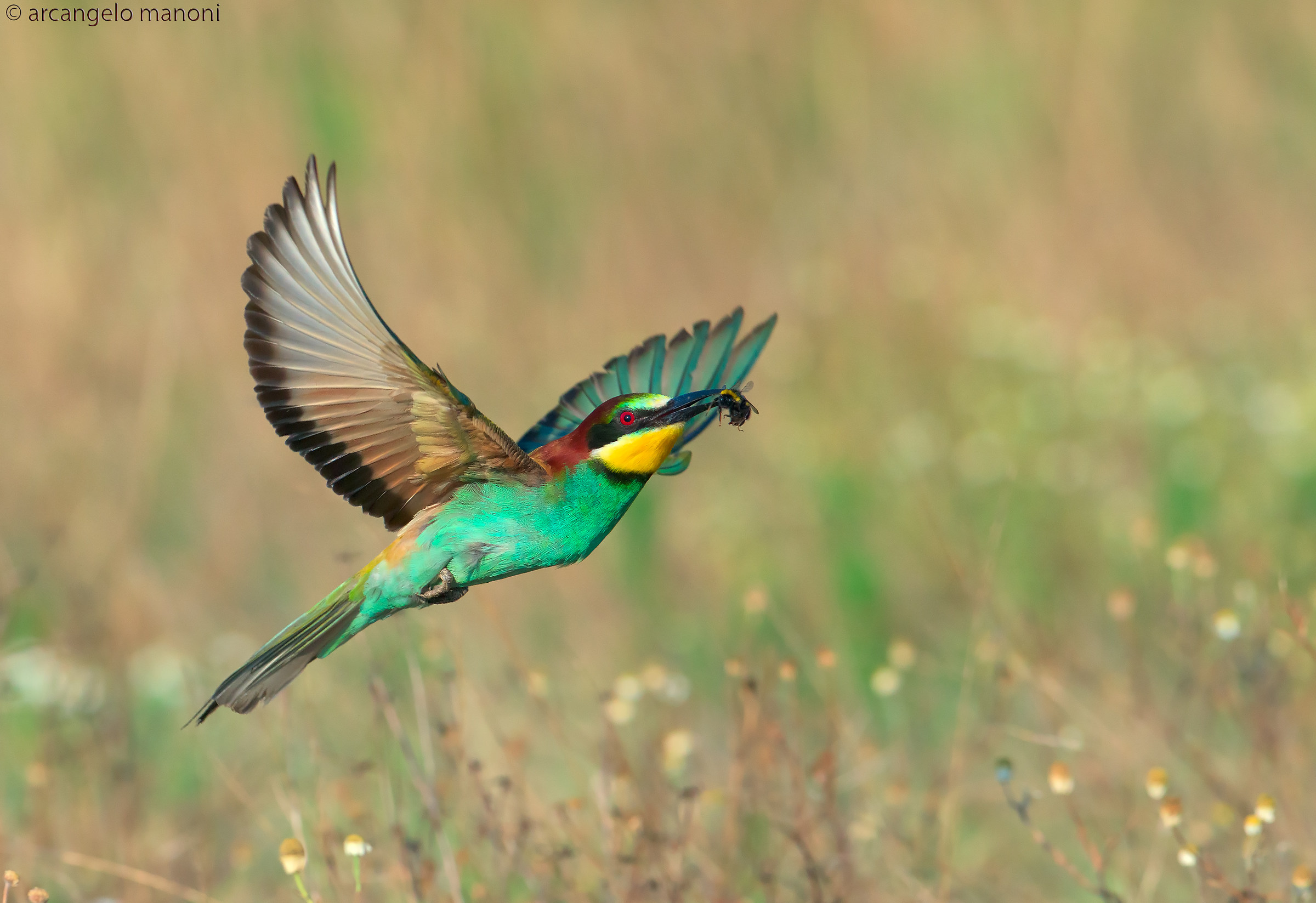 Con il rifornimento per la nidiata