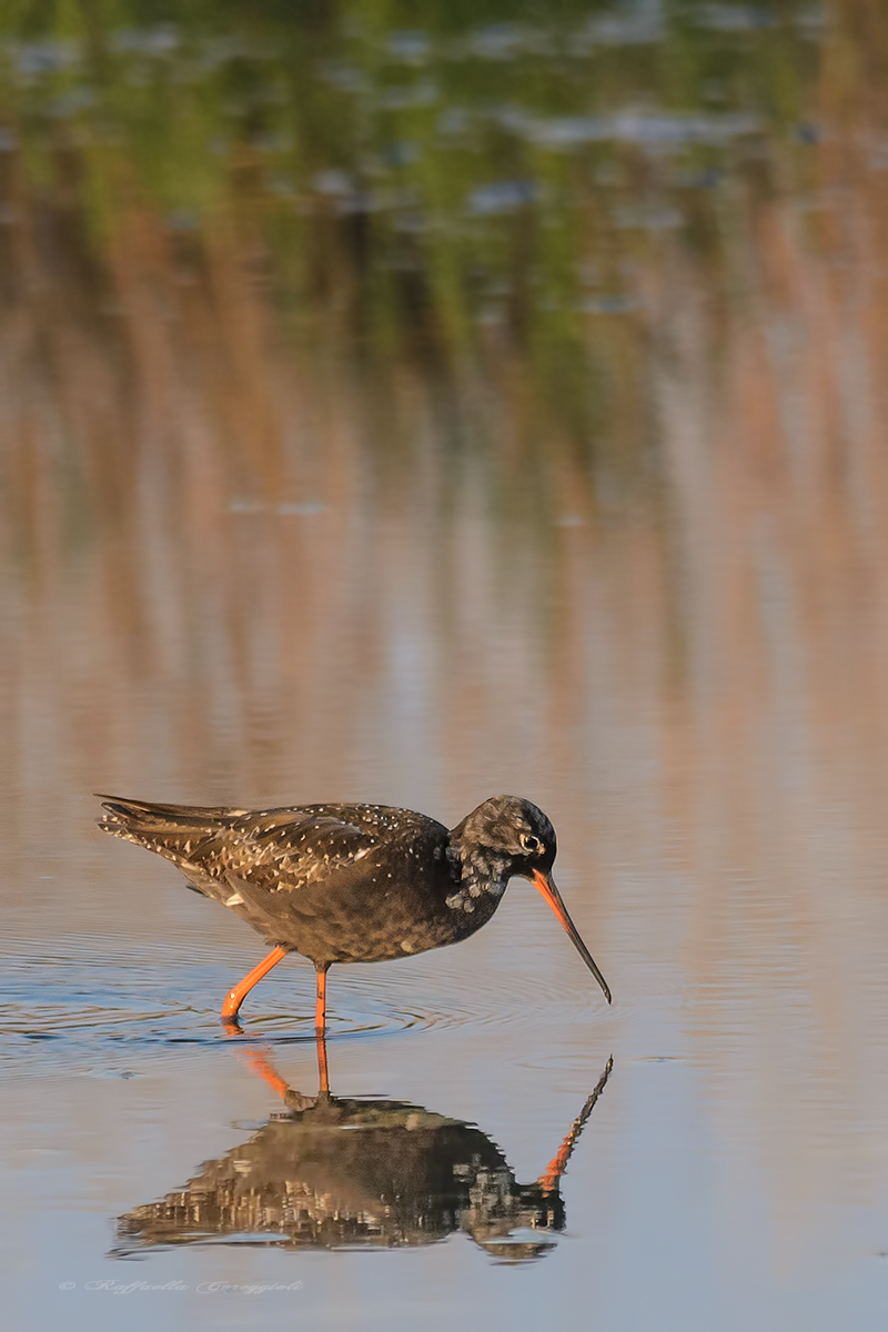 Spotted Redshank