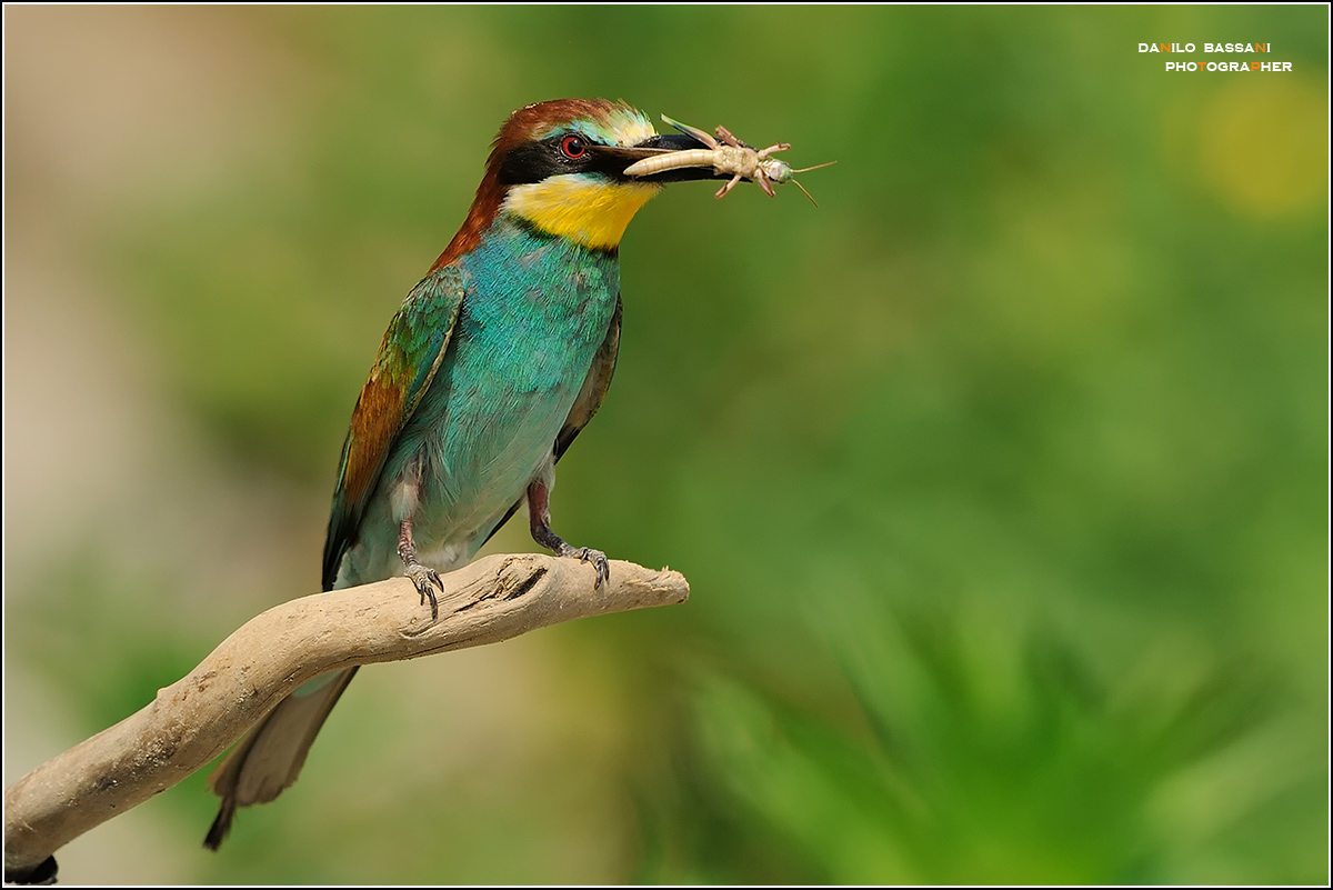 la........ cavalletta