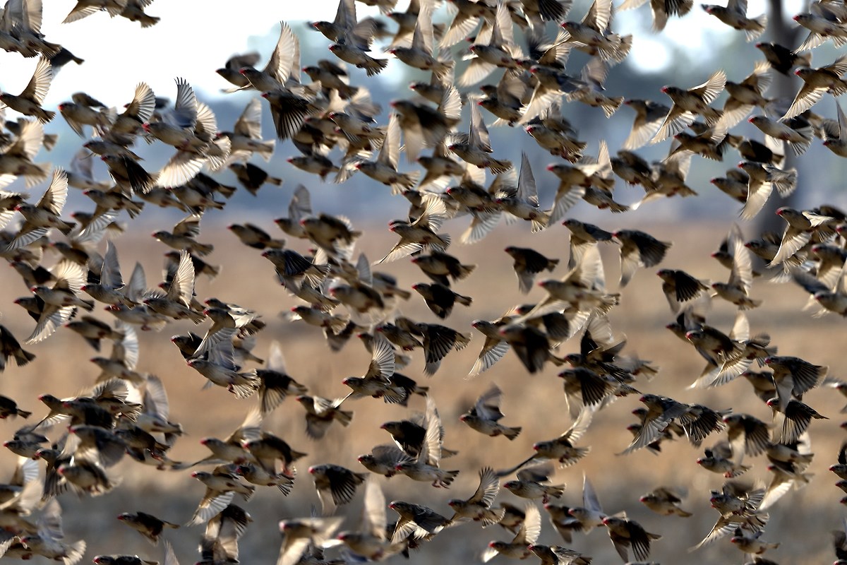 Zambia 2015 - Stormo