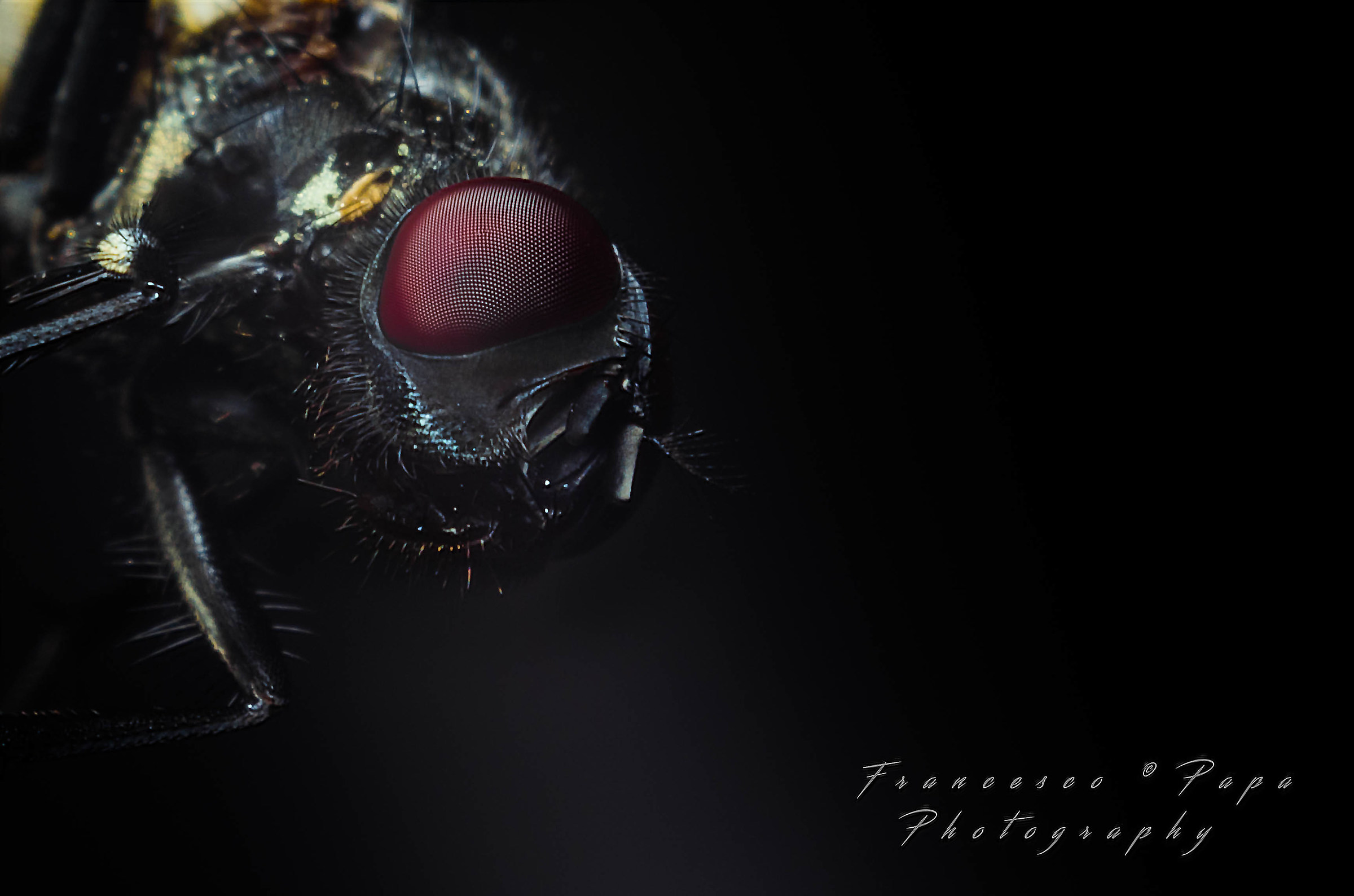 Dark Fly