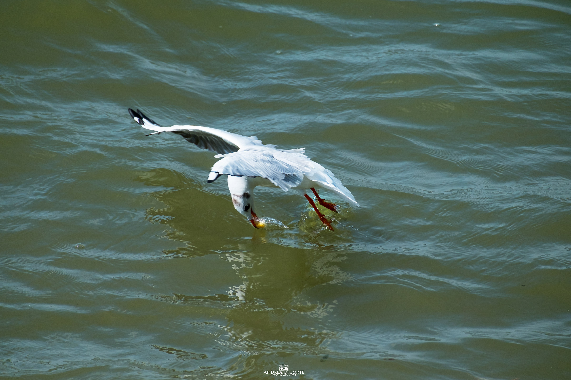Seagull at lunch ...