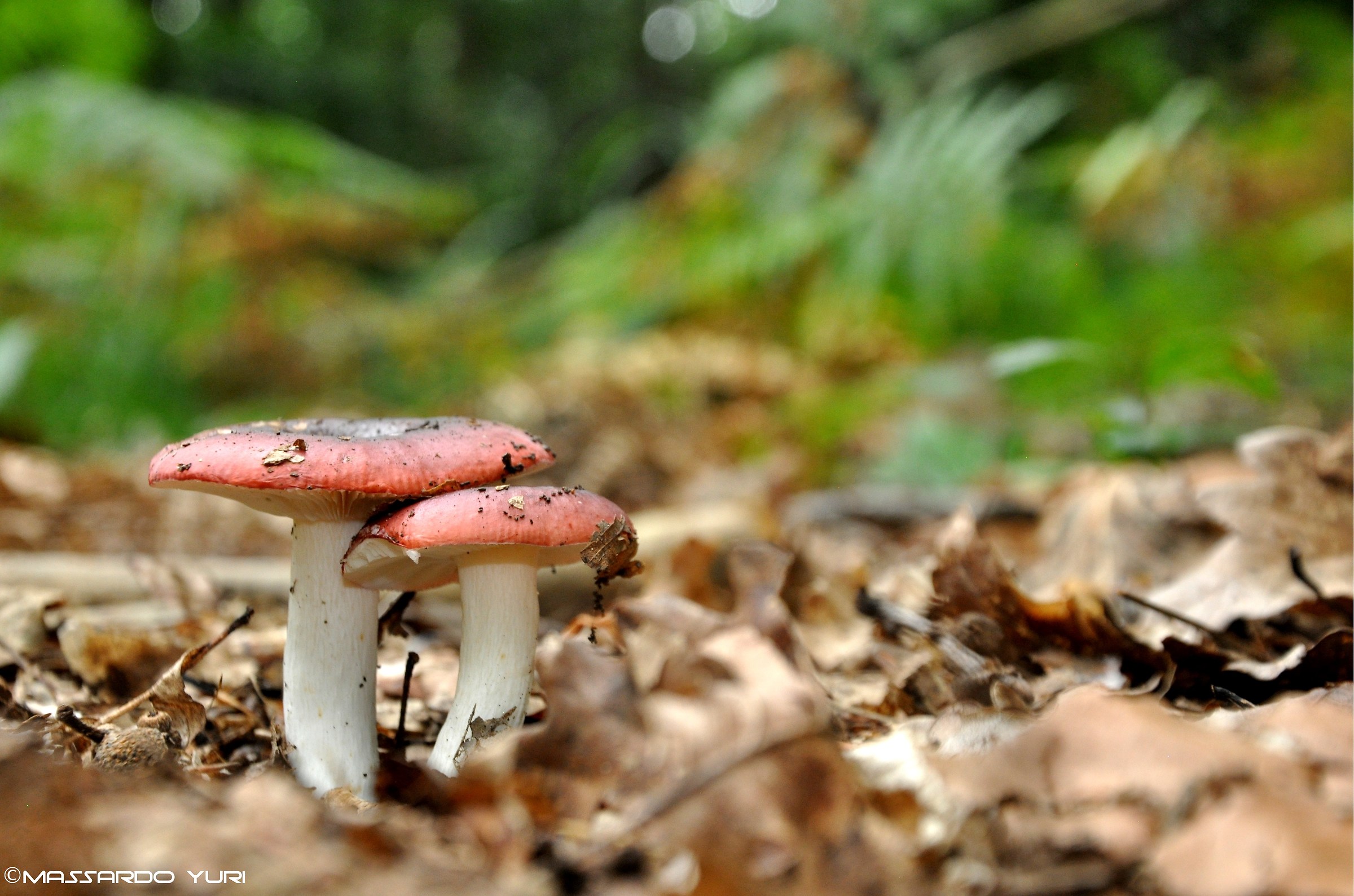 La coppietta nel bosco