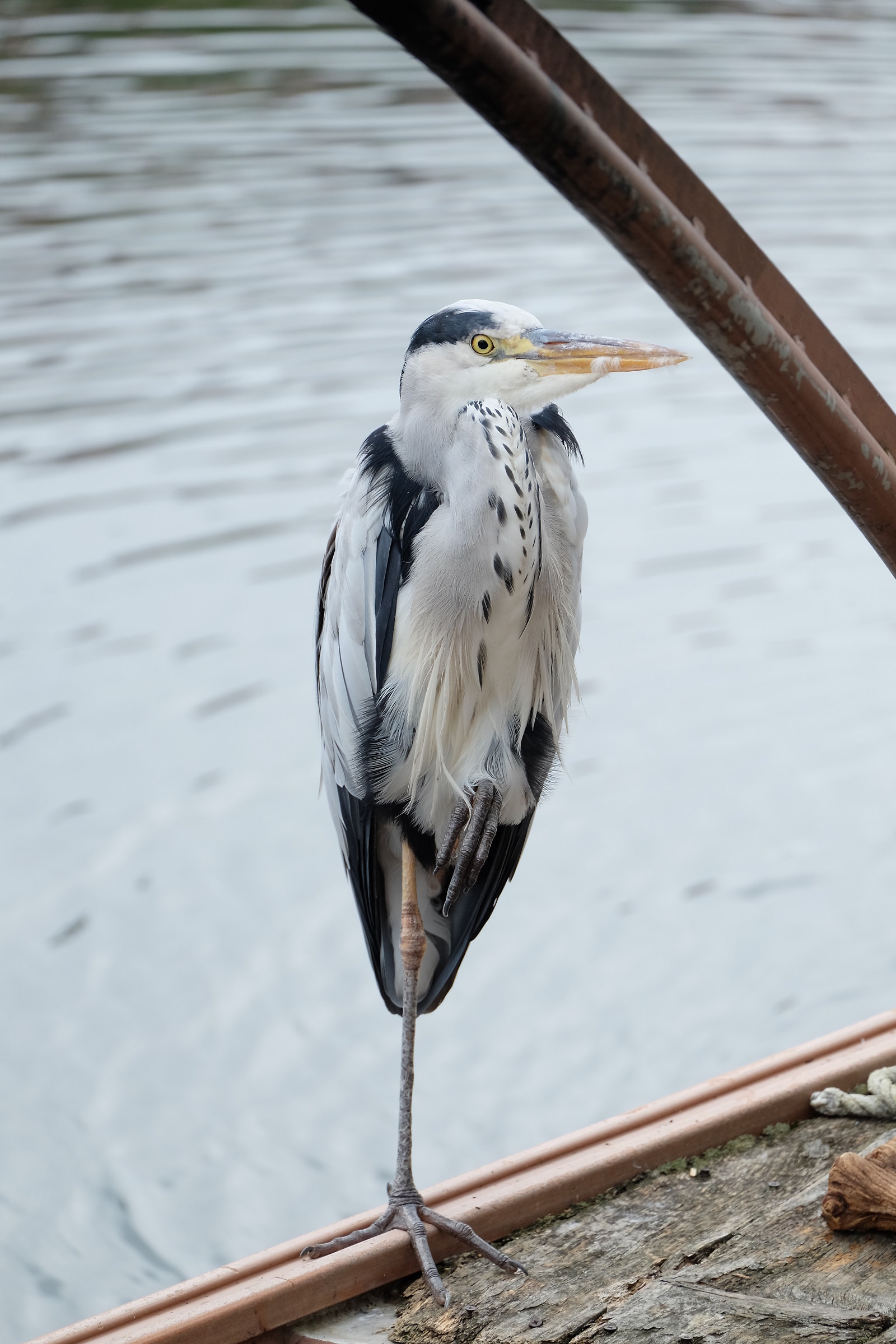 Grey Heron at uji