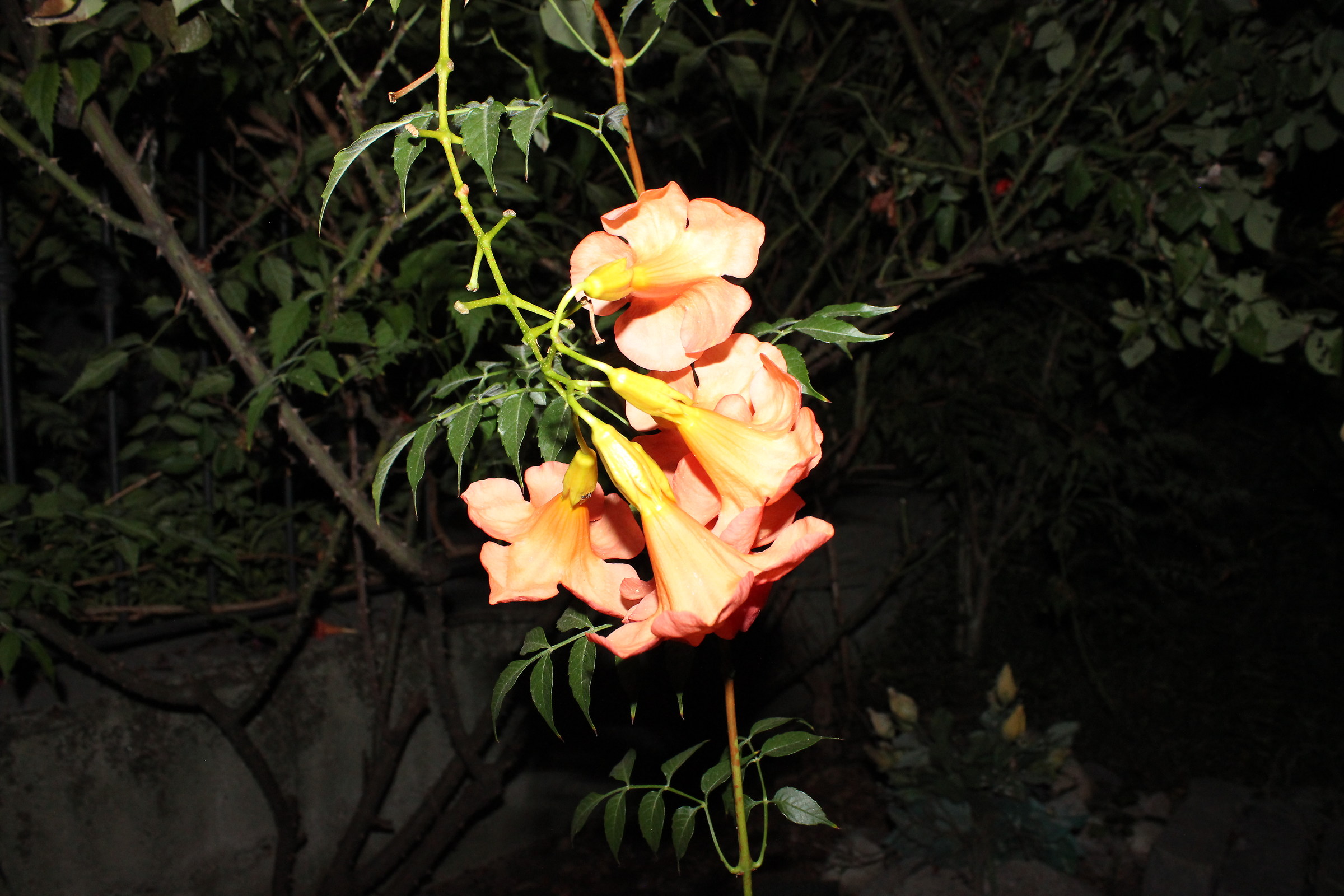 in giardino di notte!